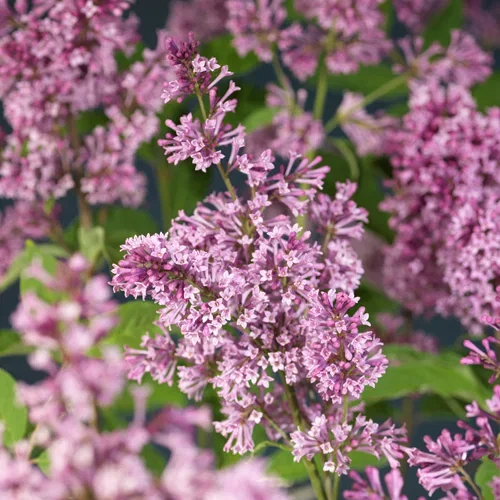 Hungarian Lilac 'Oden' Shrub in 5 Litre Pot