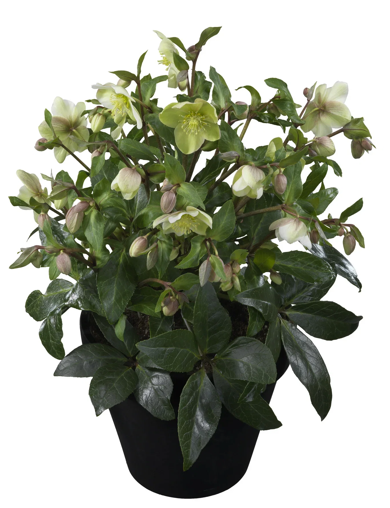 Julros 'Diamond Fire'