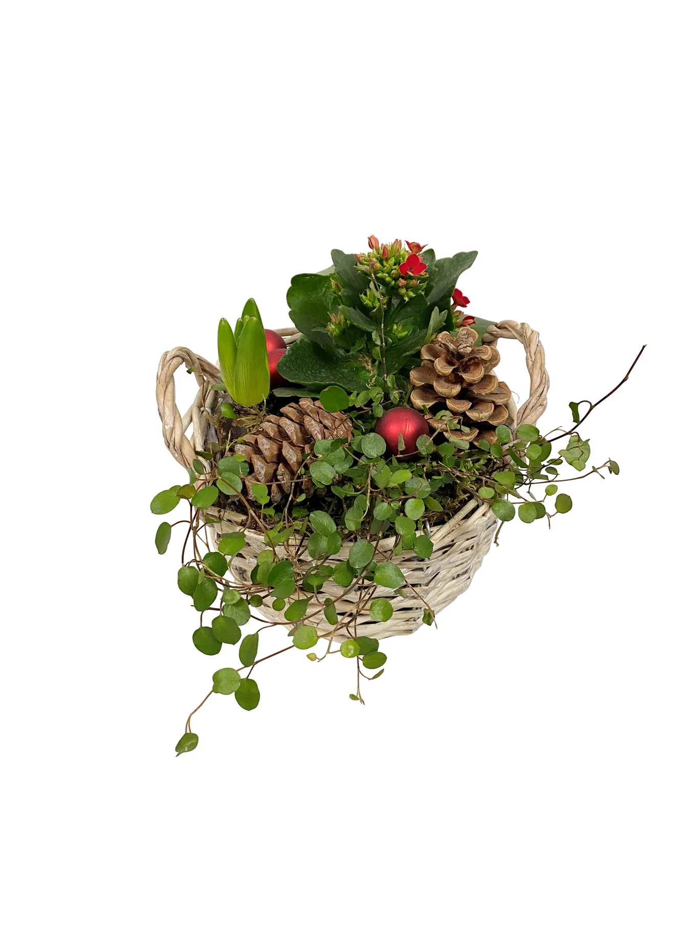 Christmas Dec. Small Kalanchoe & Hyachint