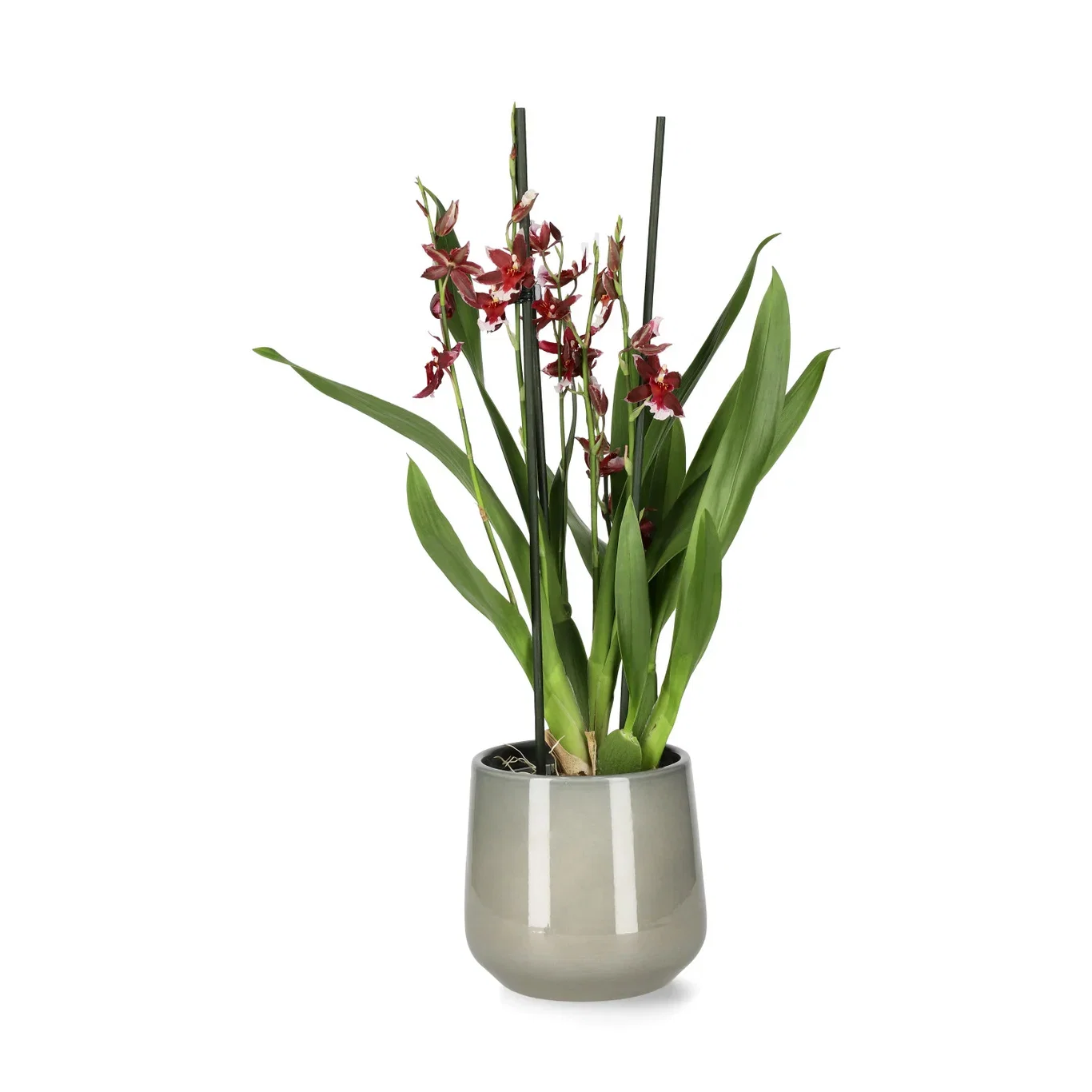Cambria 'Barocco'