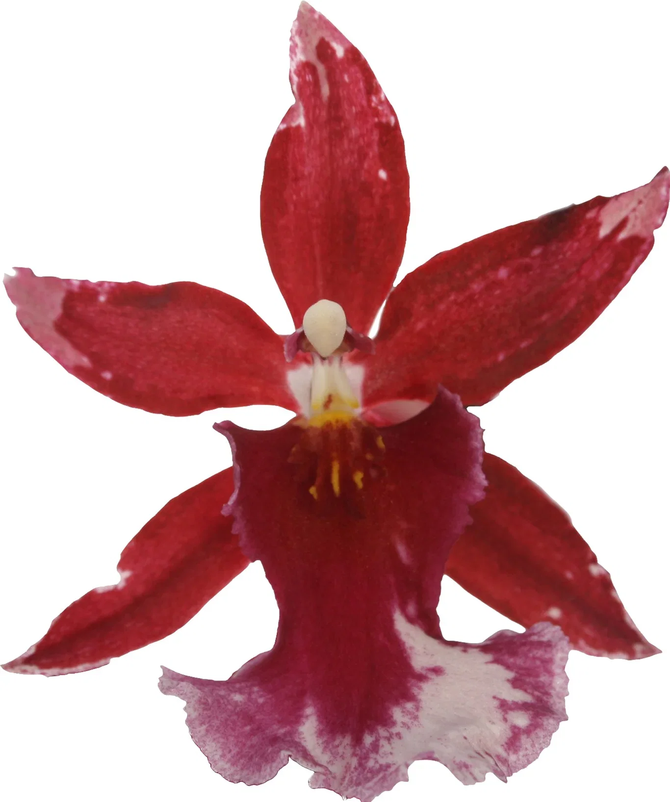 Cambria 'Barocco'