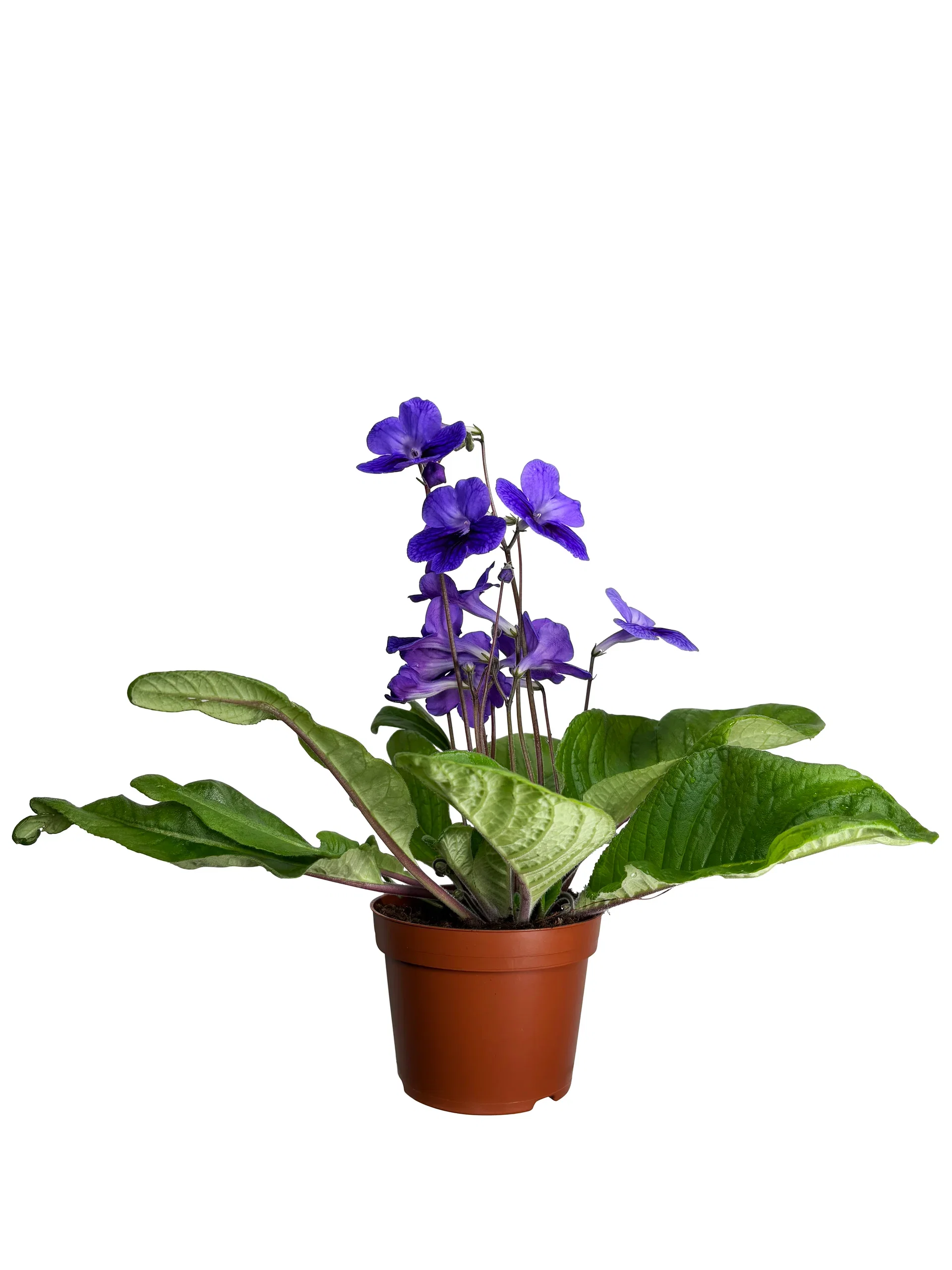 Streptocarpus 
