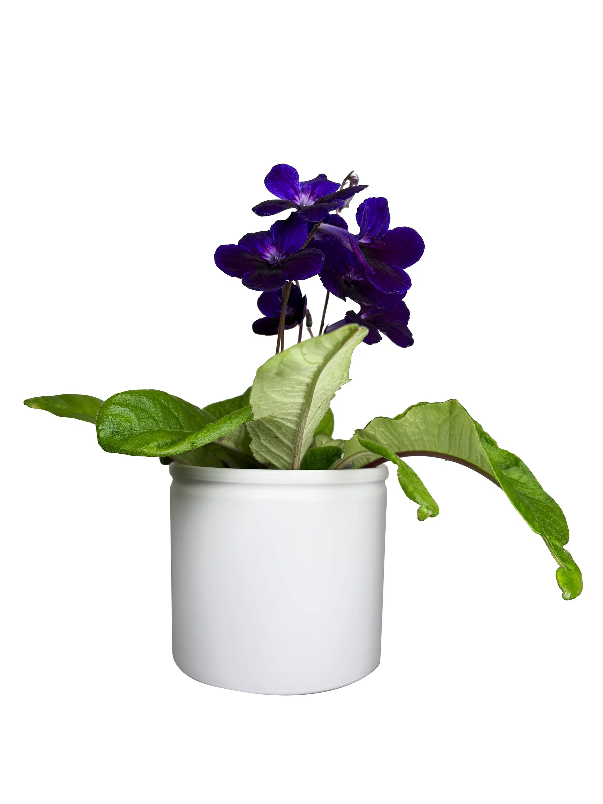Streptocarpus 