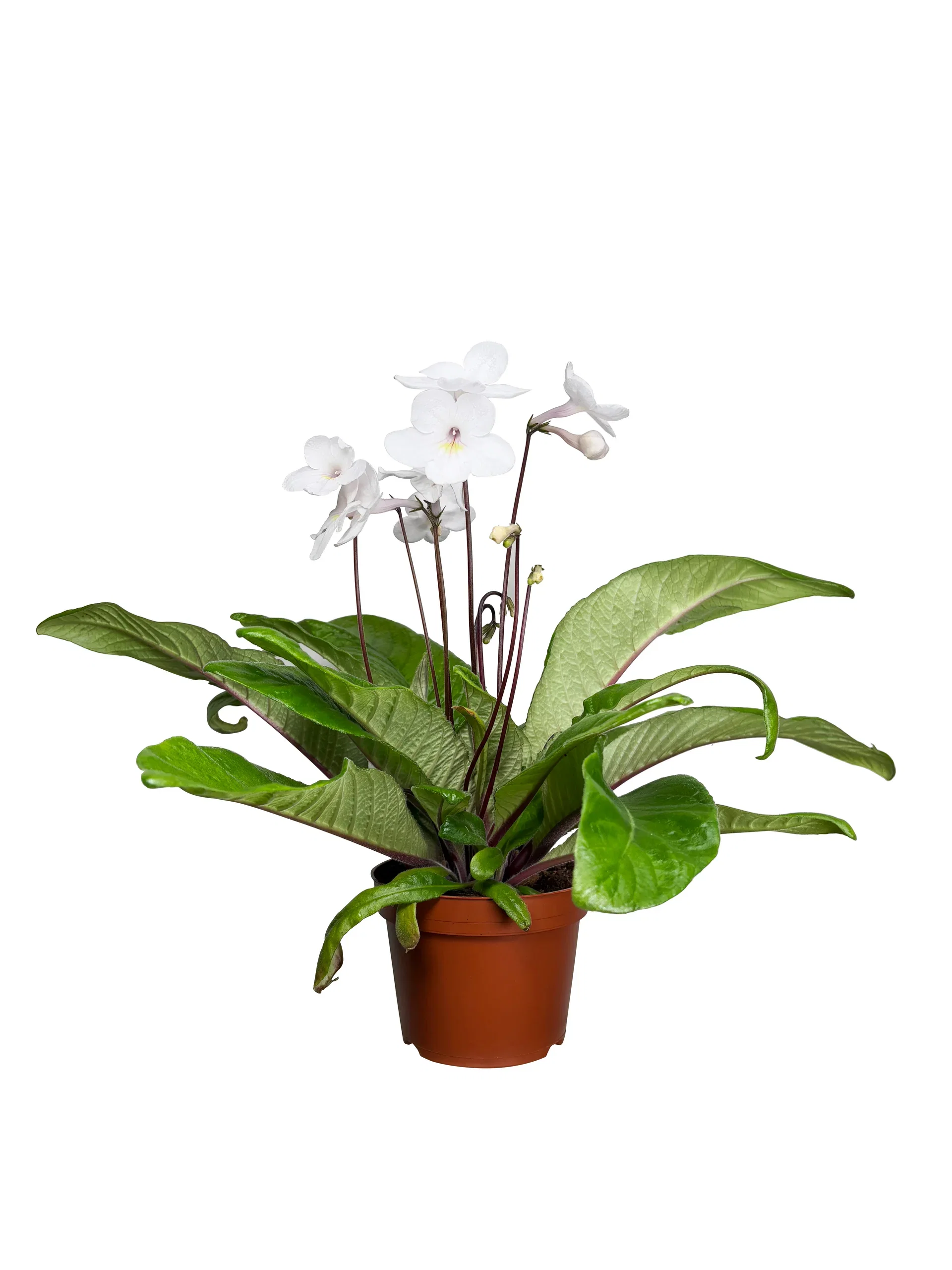 Streptocarpus 