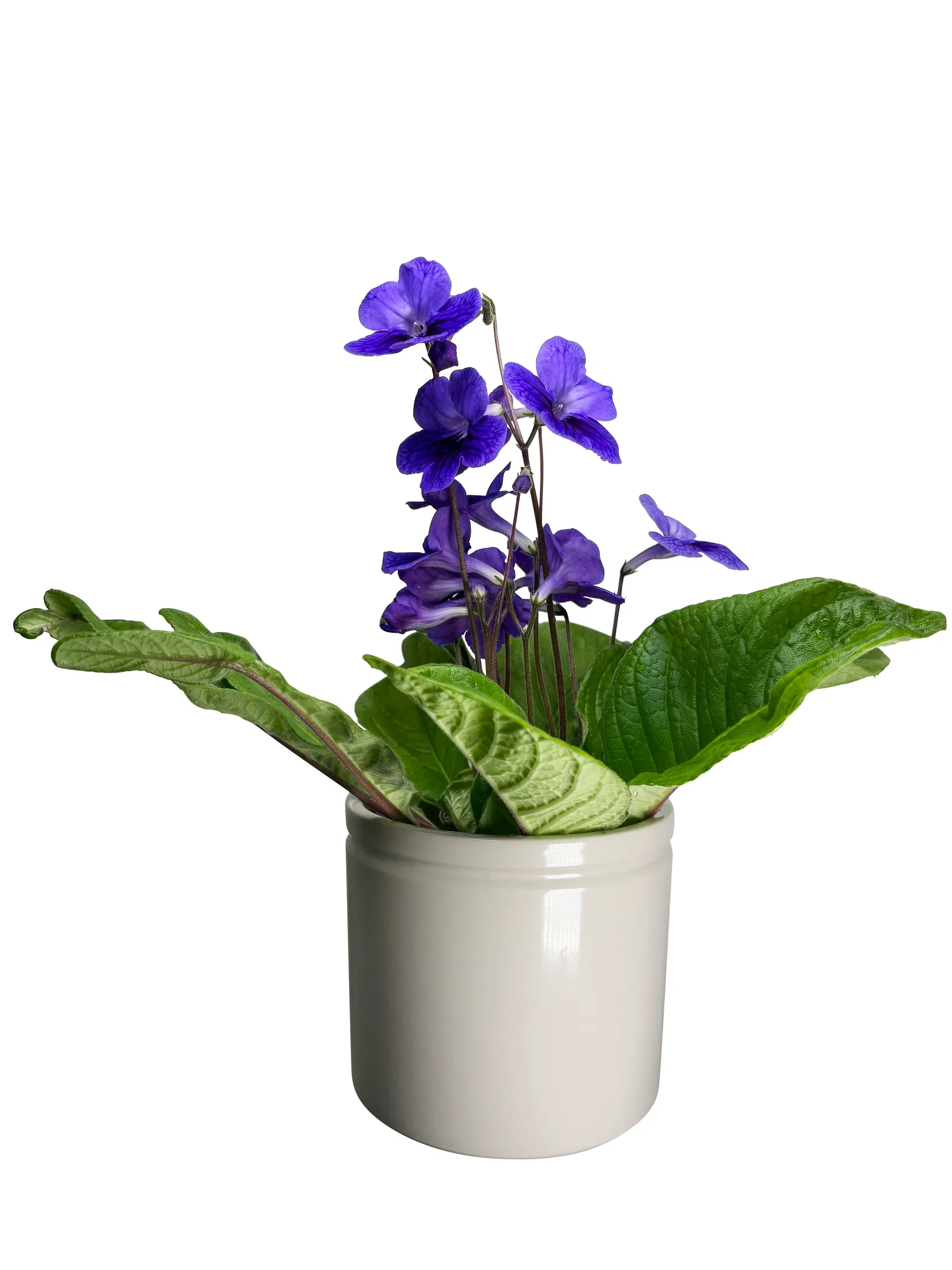 Streptocarpus 