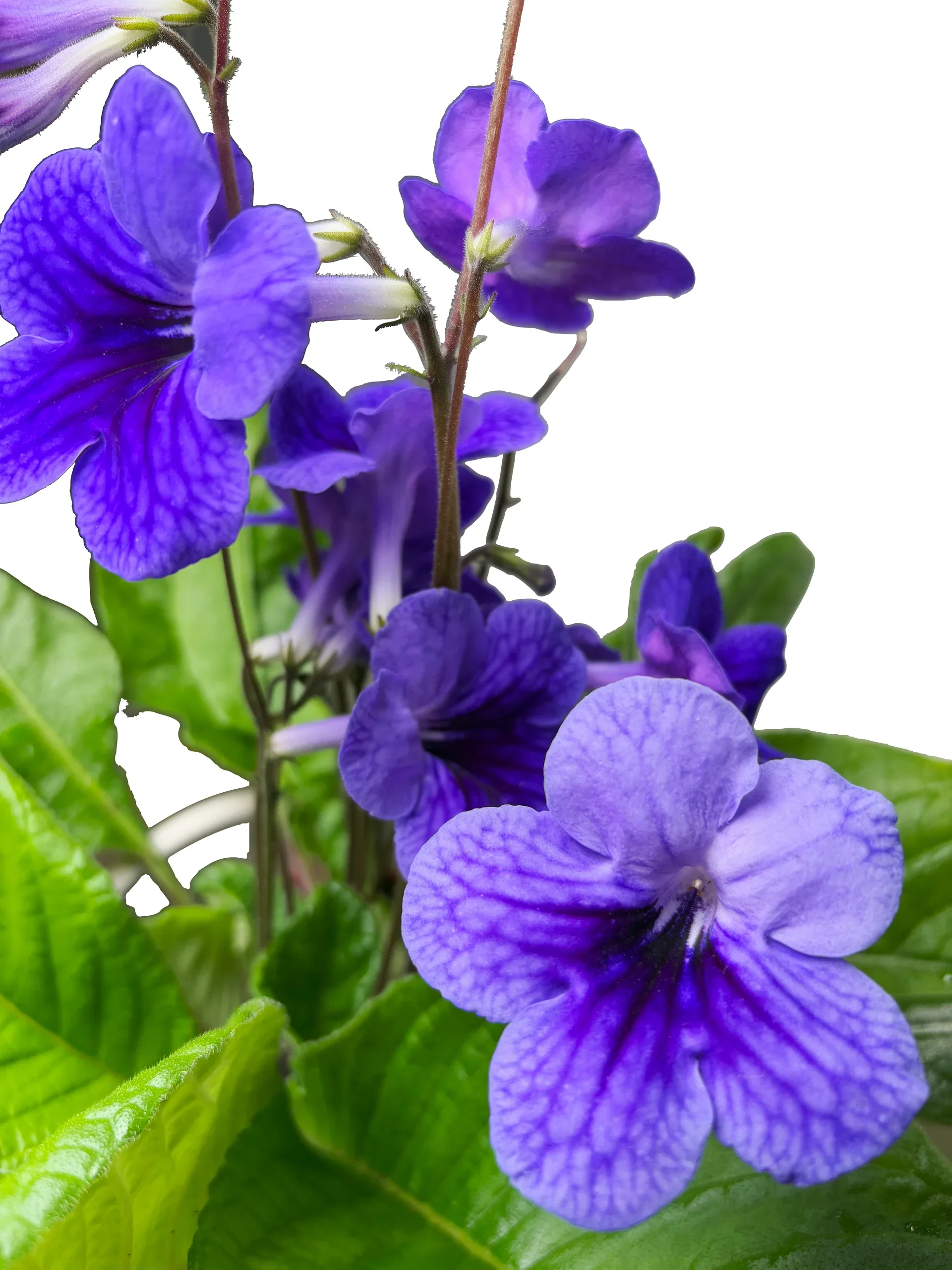 Streptocarpus 