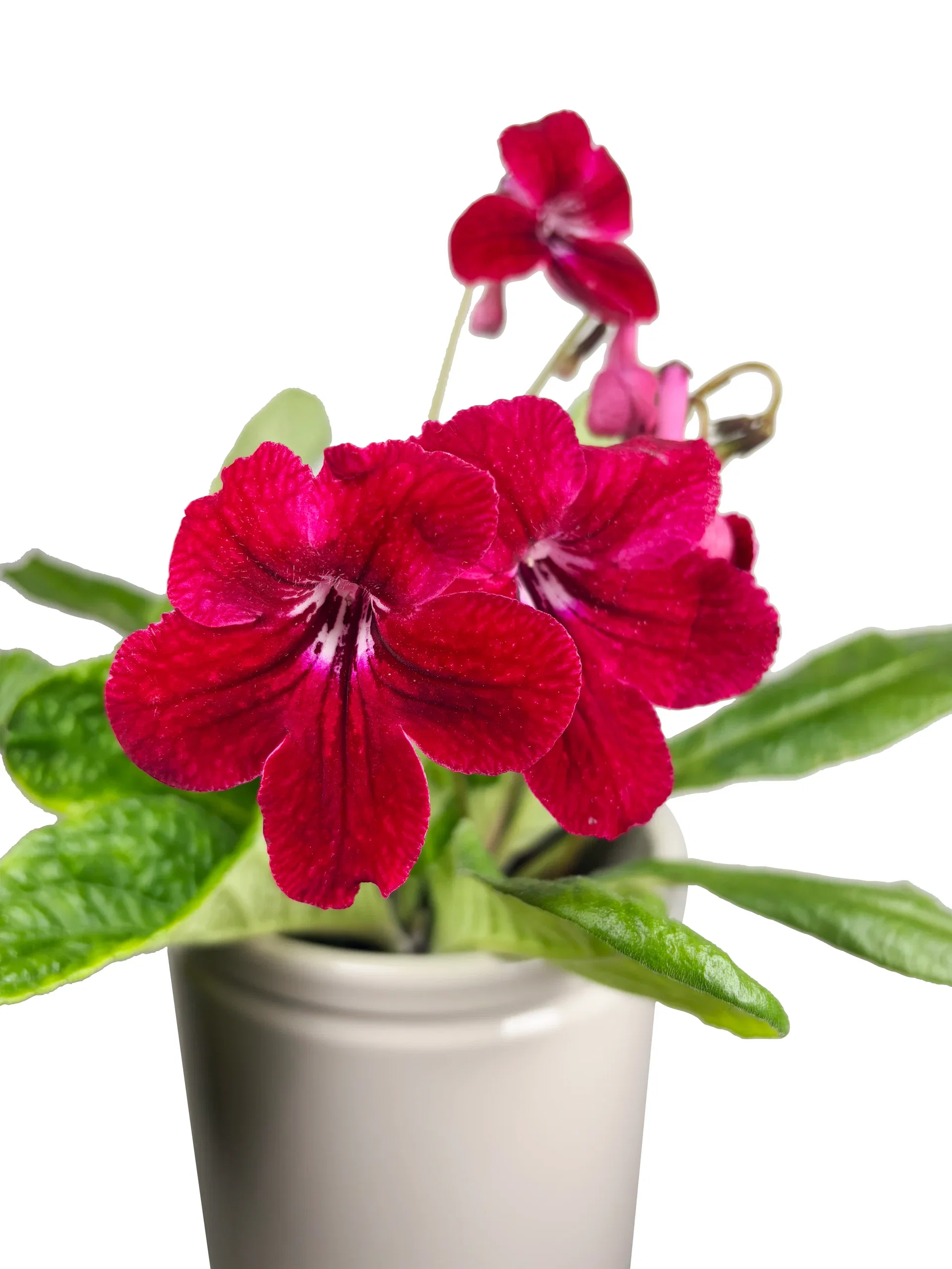 Streptocarpus 