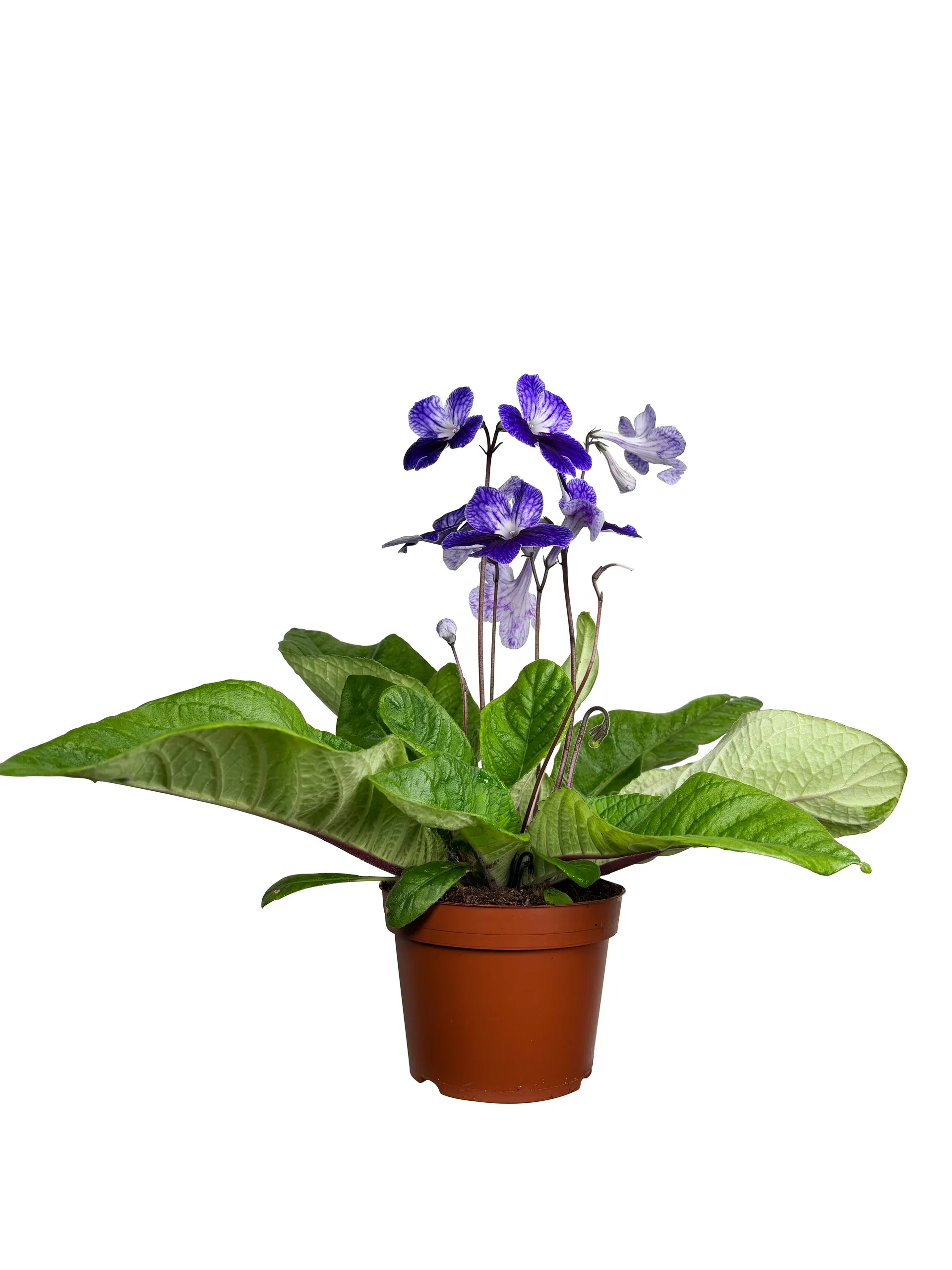 Streptocarpus 
