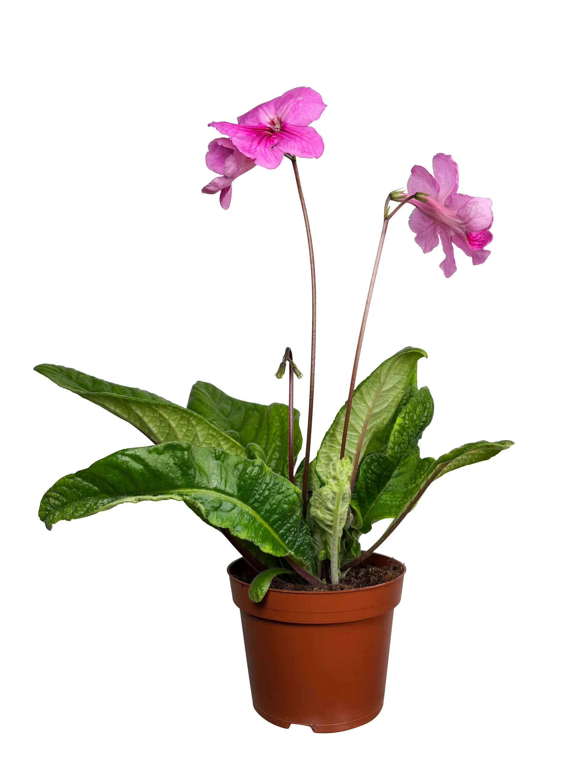 Streptocarpus 