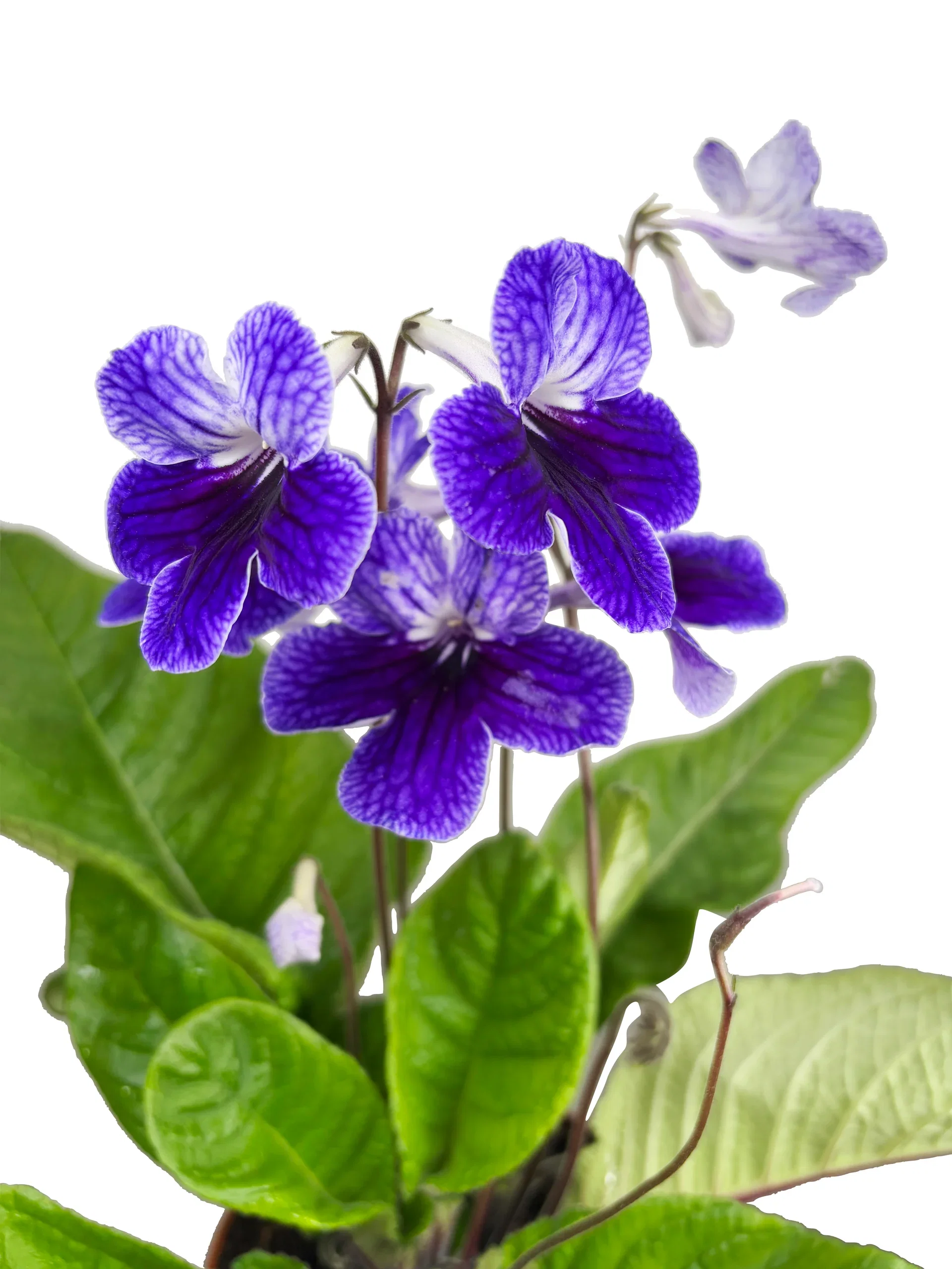 Streptocarpus 