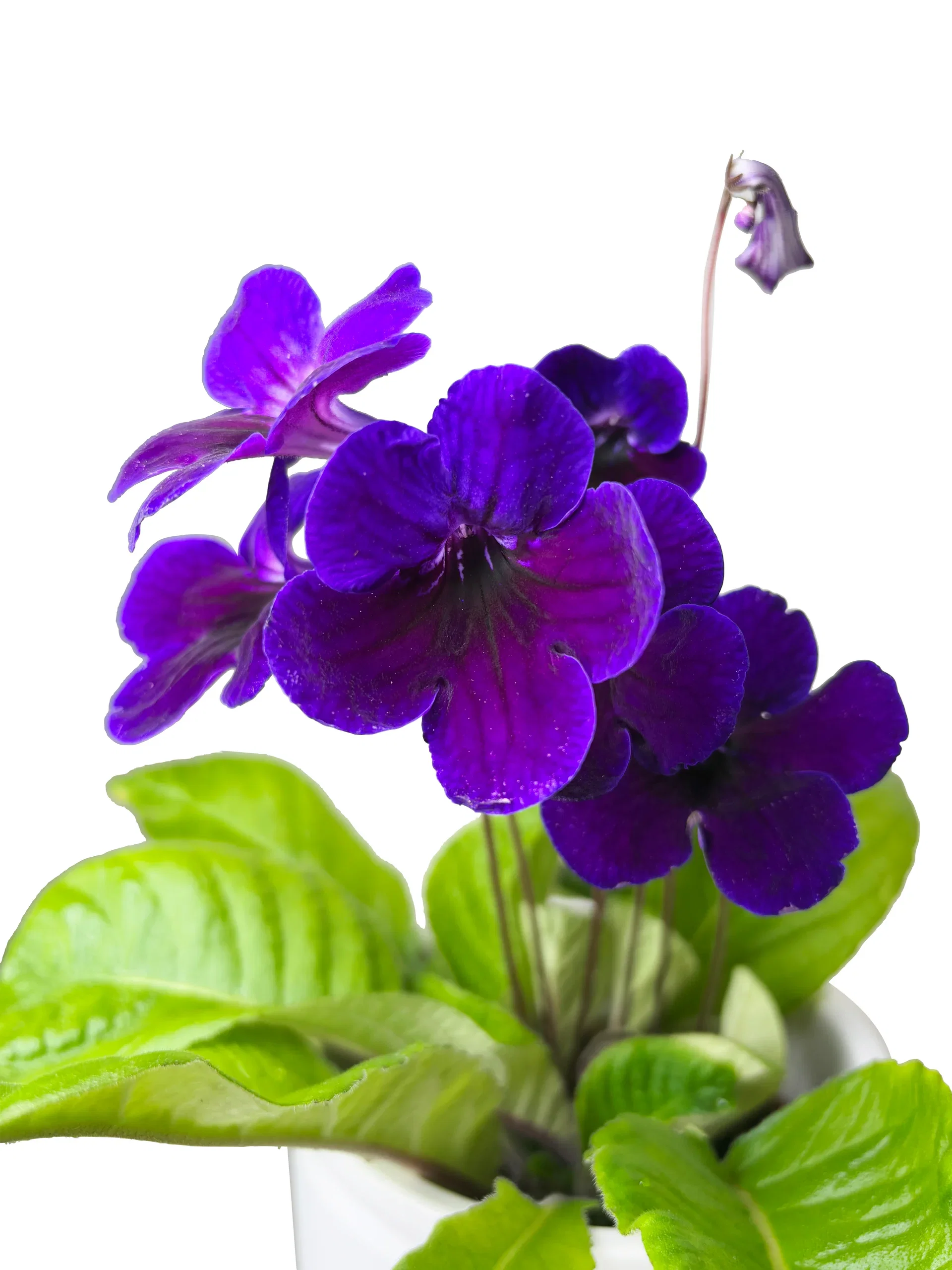 Streptocarpus 