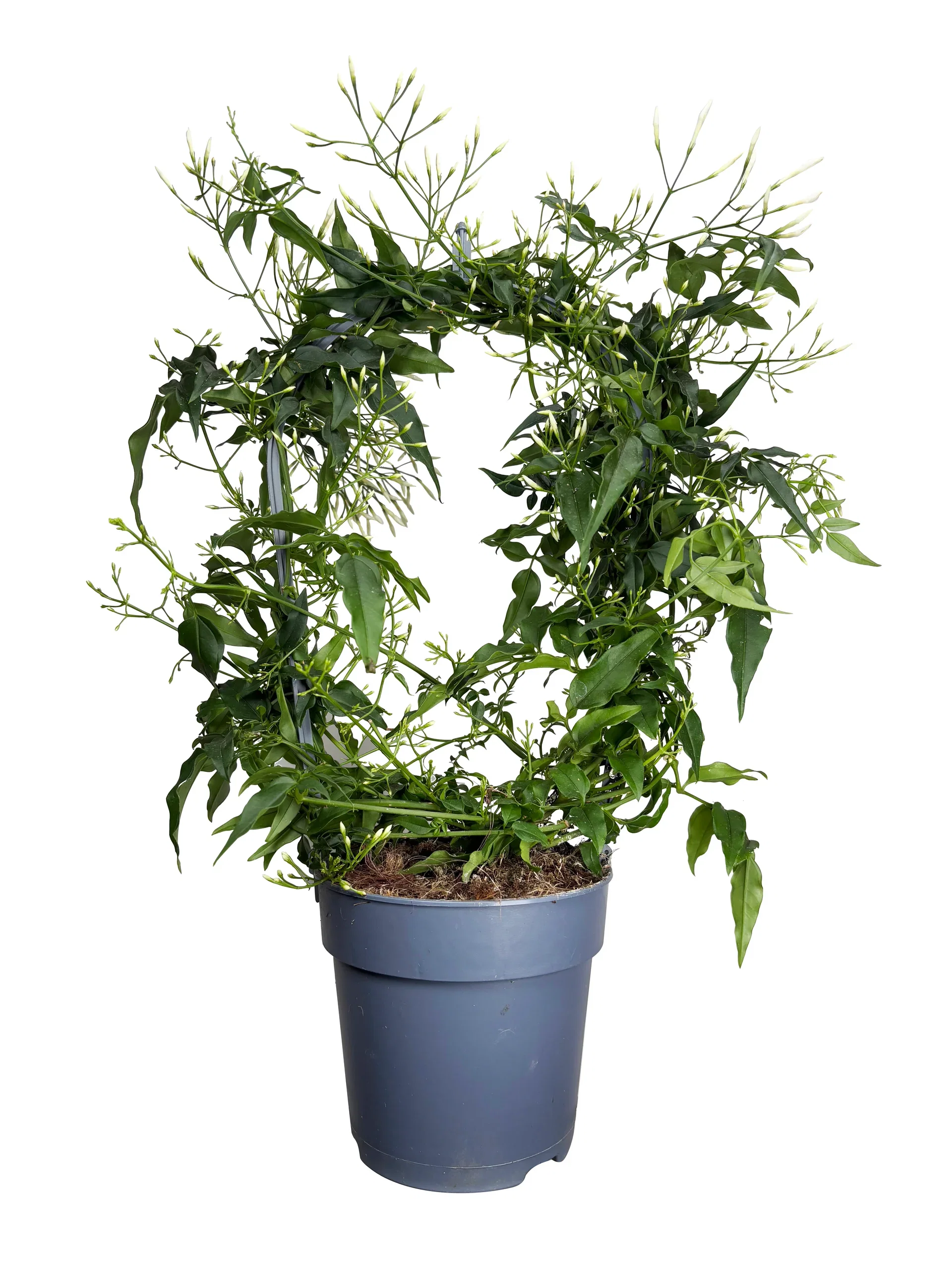 Jasmin 