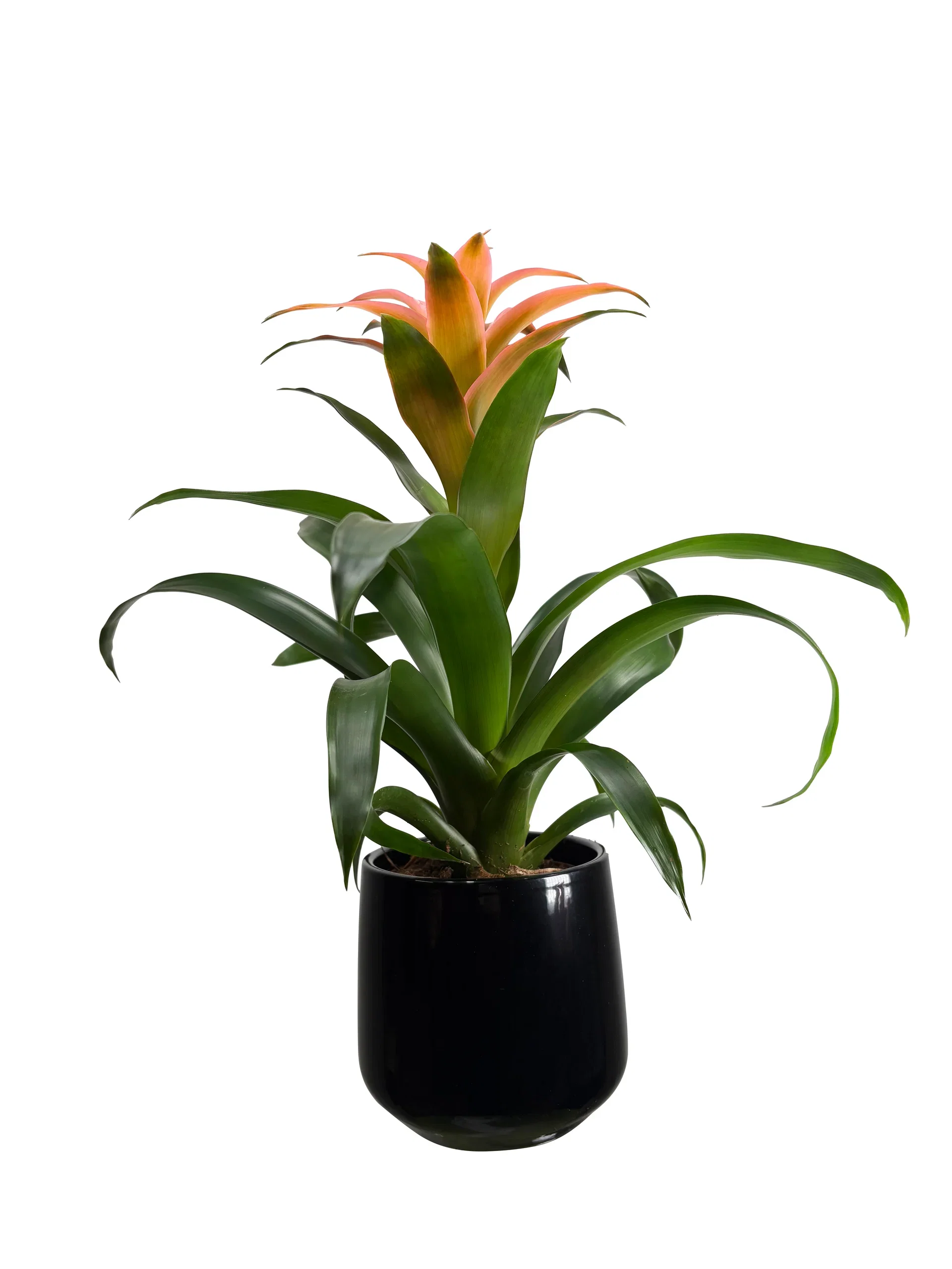 Guzmania mix