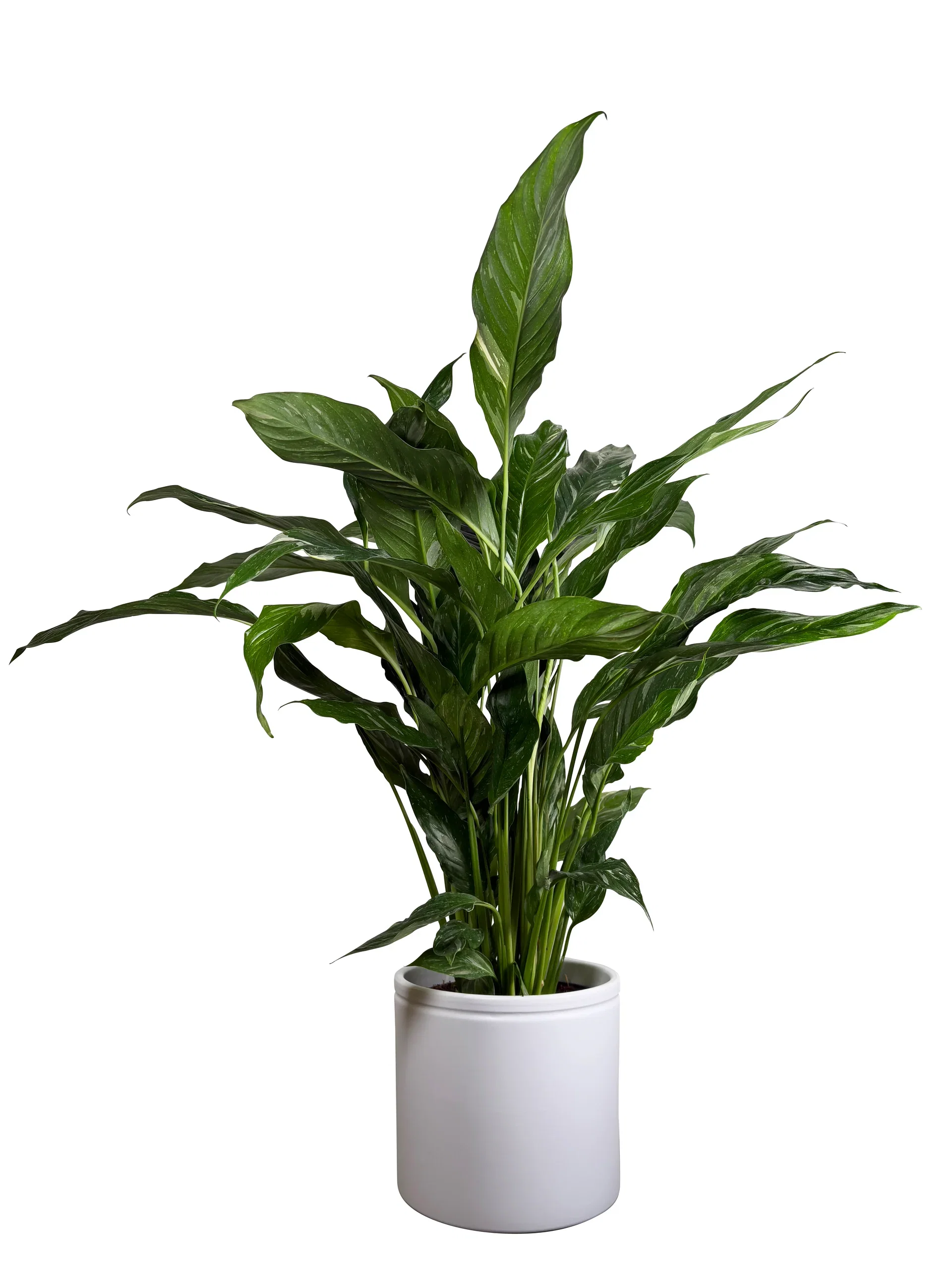 Spathiphyllum 'Diamond'