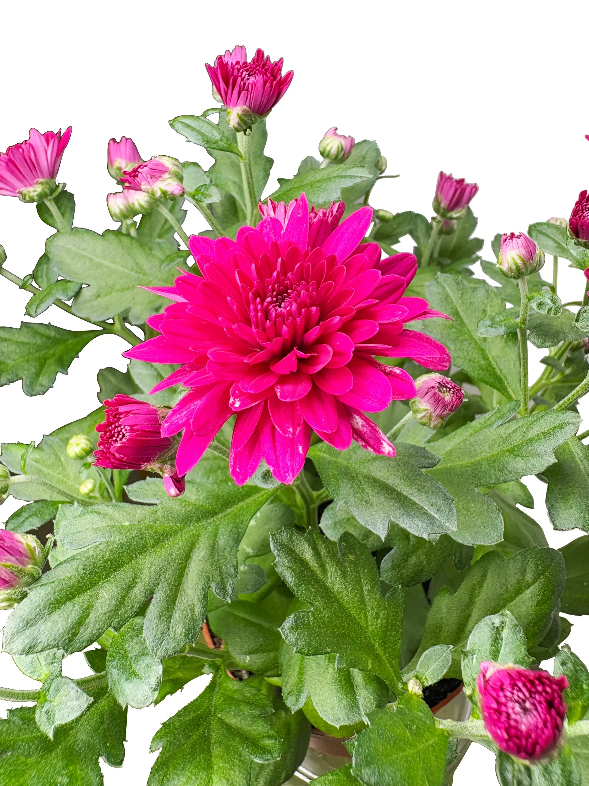 Krysantemum