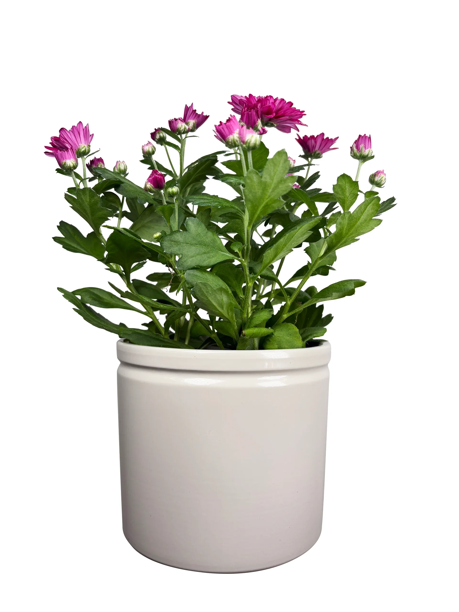 Krysantemum