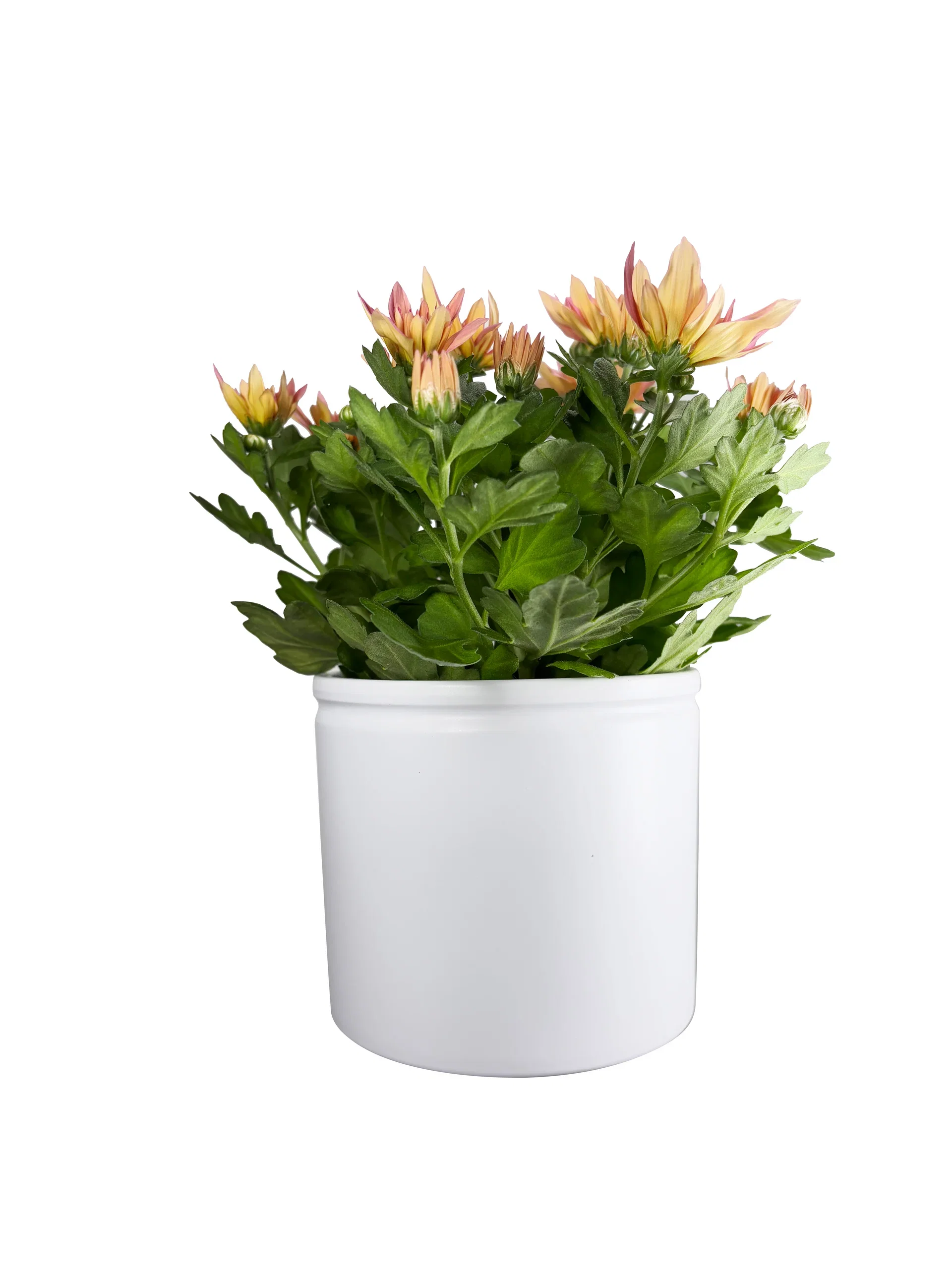 Krysantemum