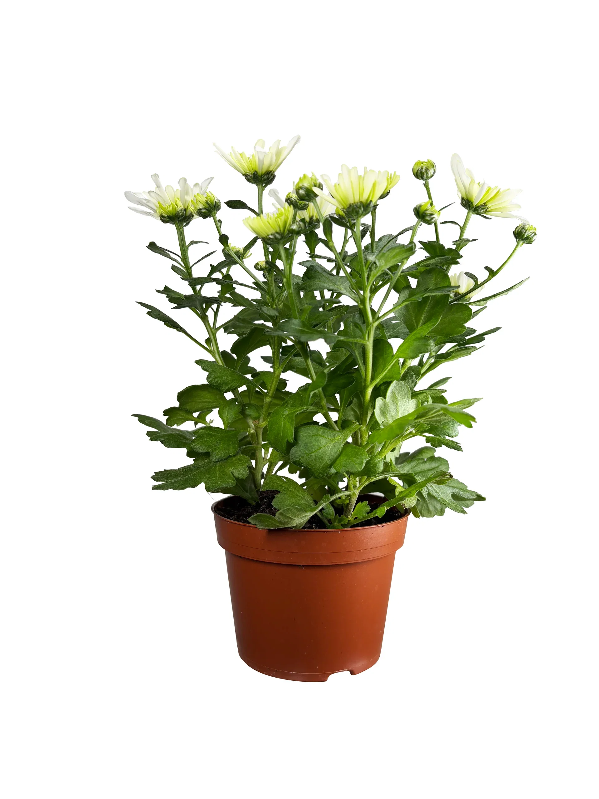 Krysantemum