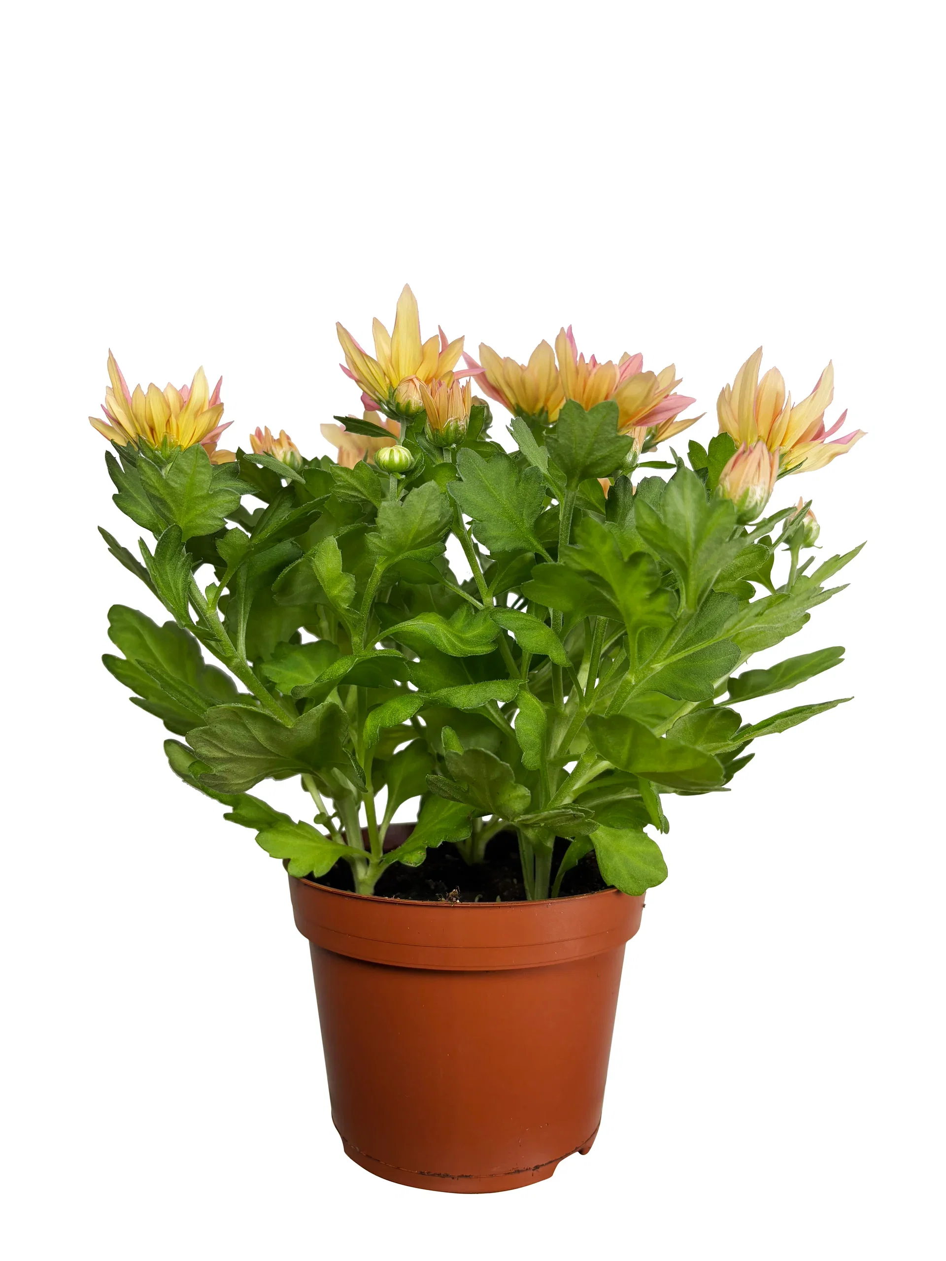 Krysantemum