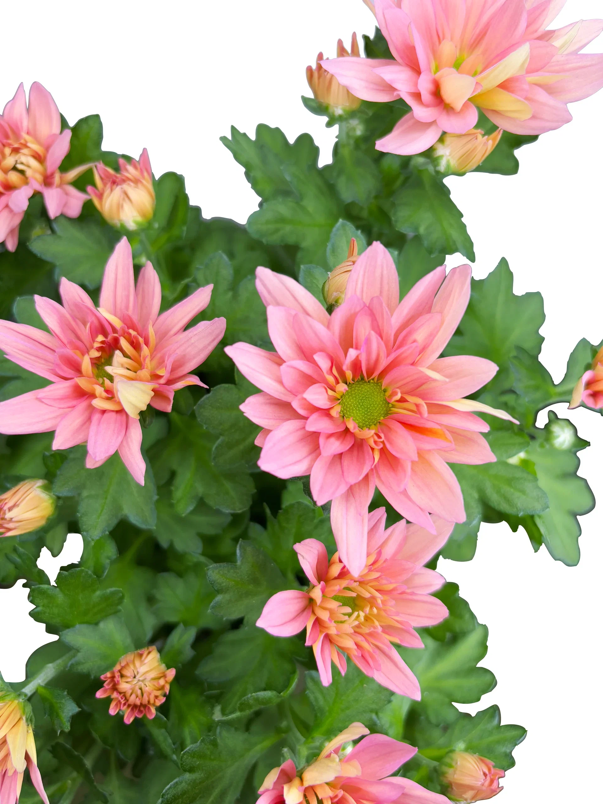 Krysantemum