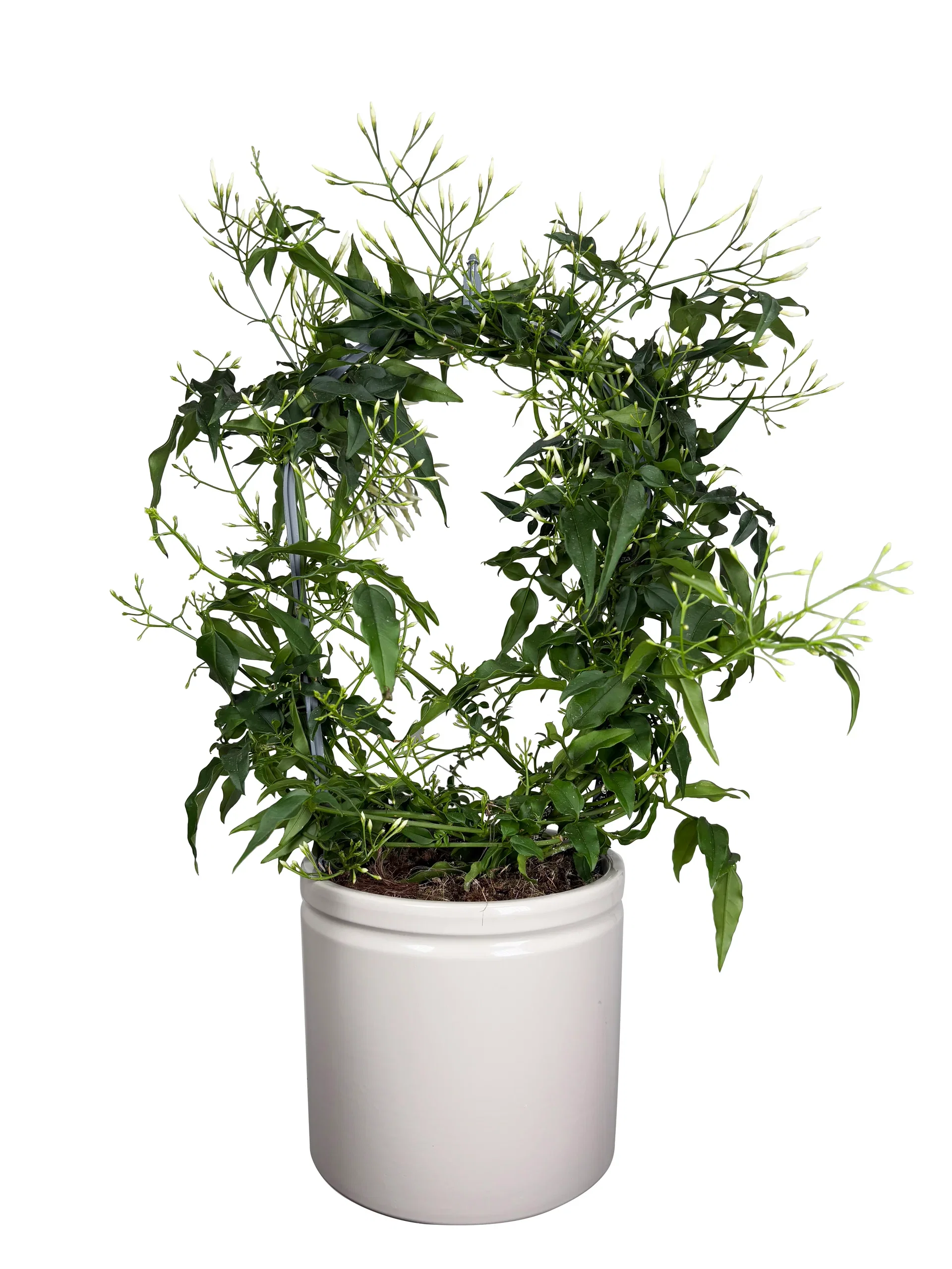 Jasmin 