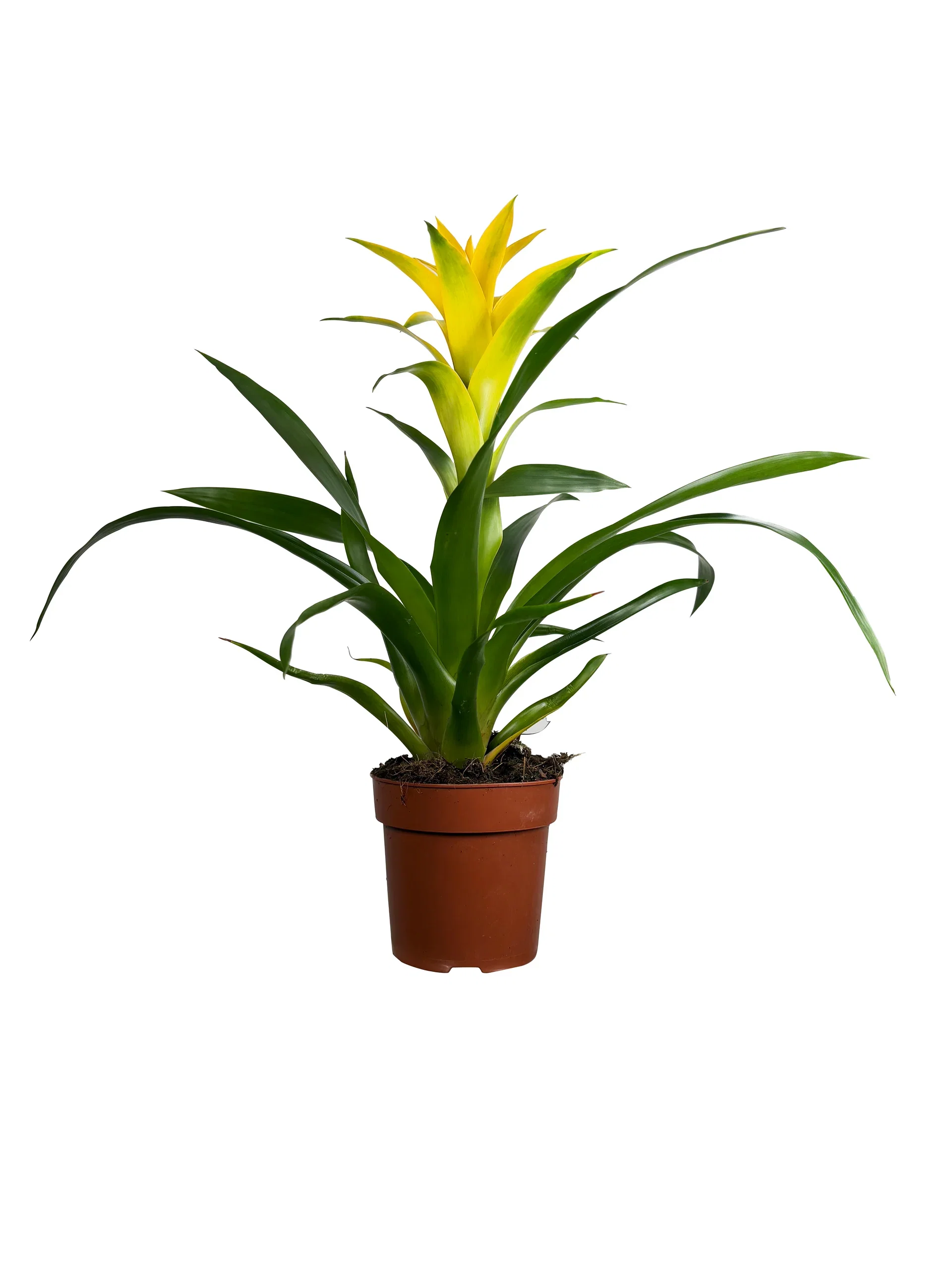 Guzmania mix