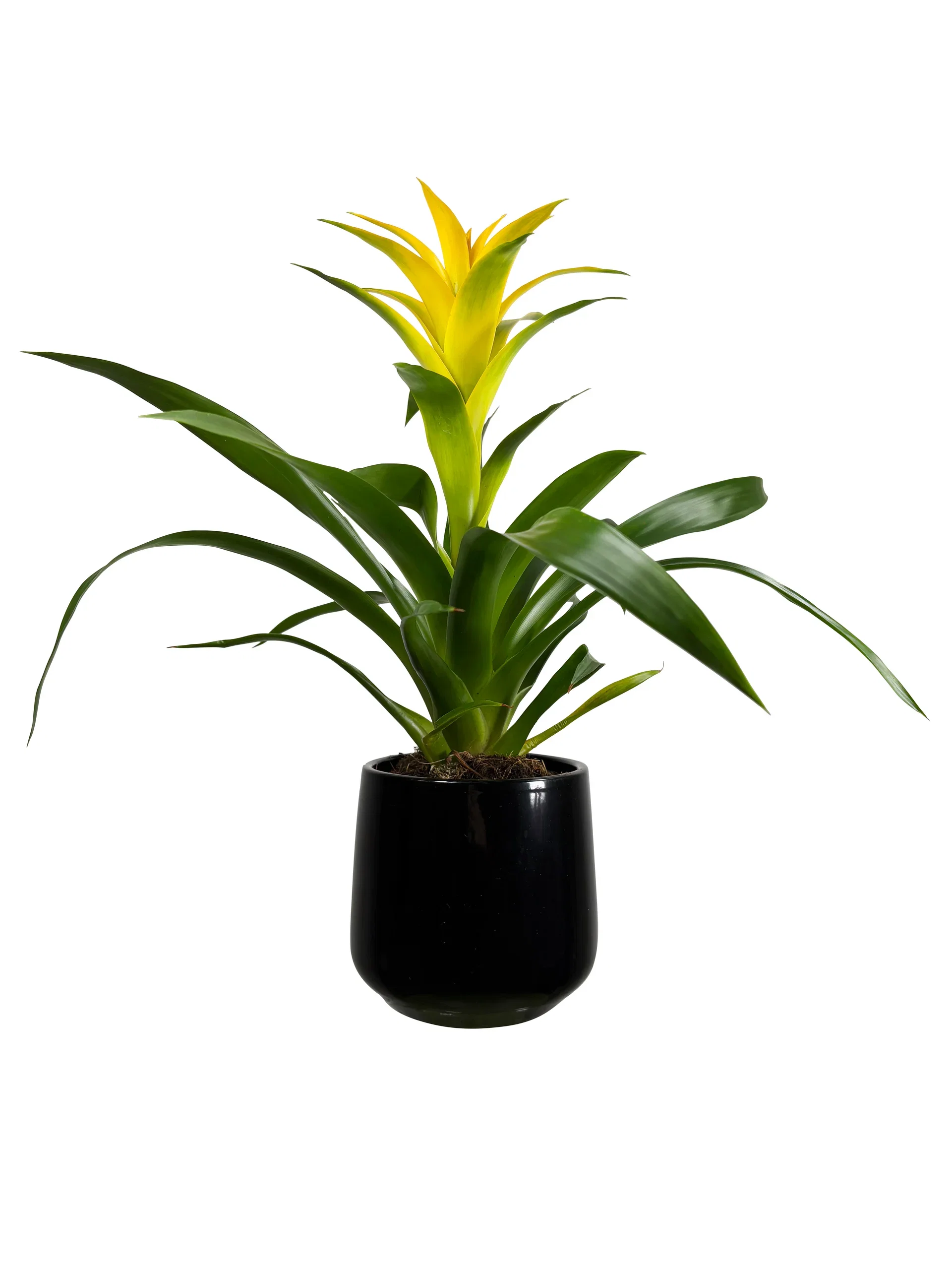 Guzmania mix
