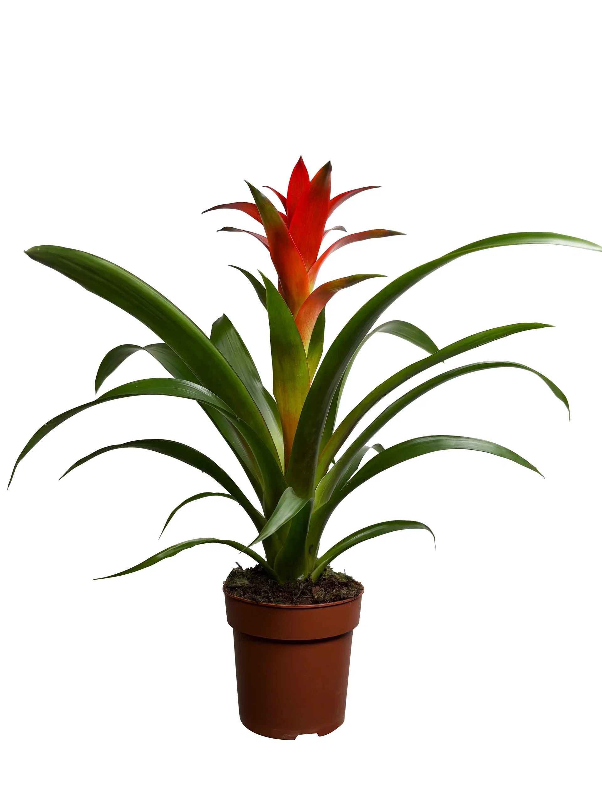 Guzmania mix