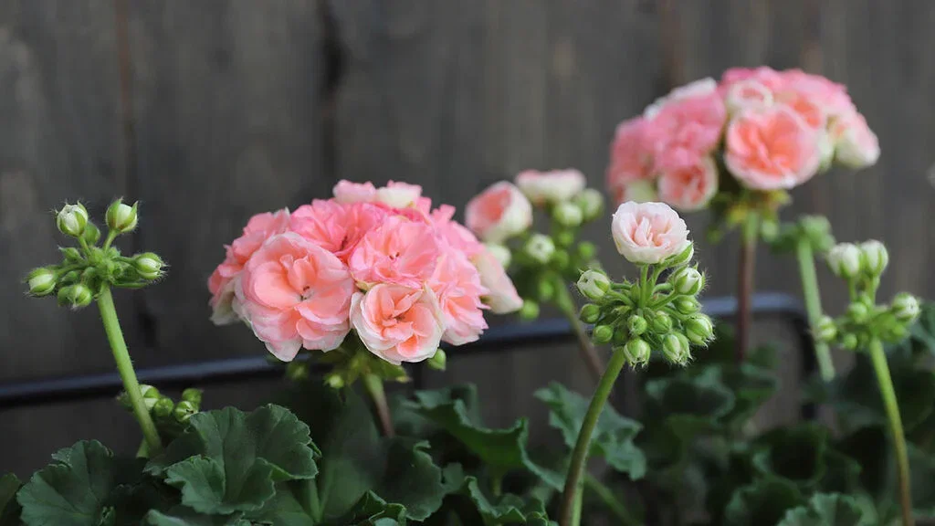 Pelargonium 'Astrid'