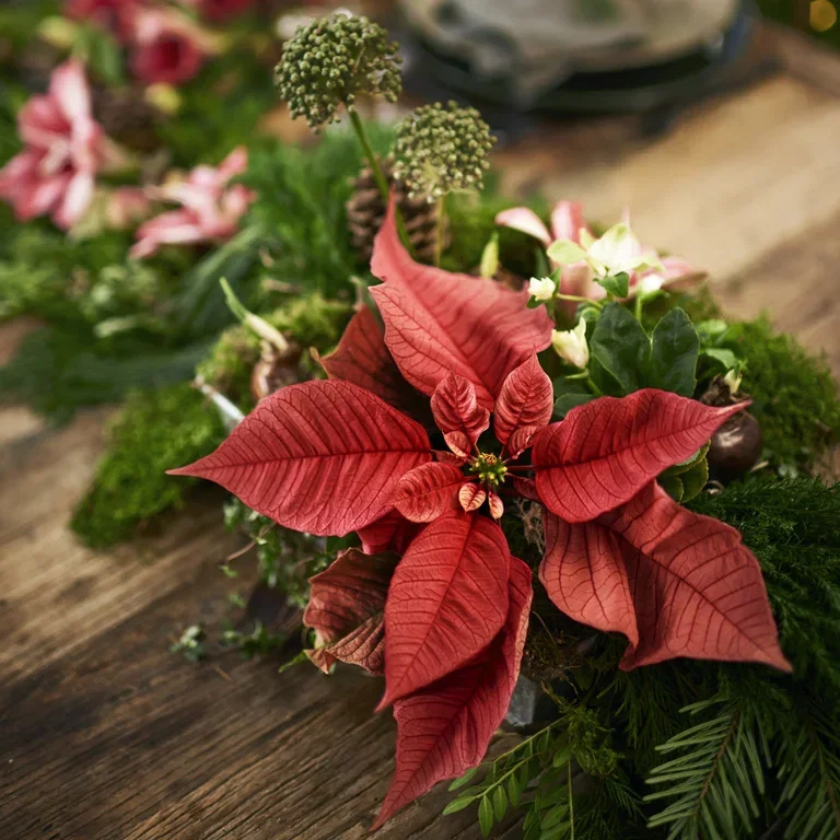 Julstjärna – fakta och skötselråd