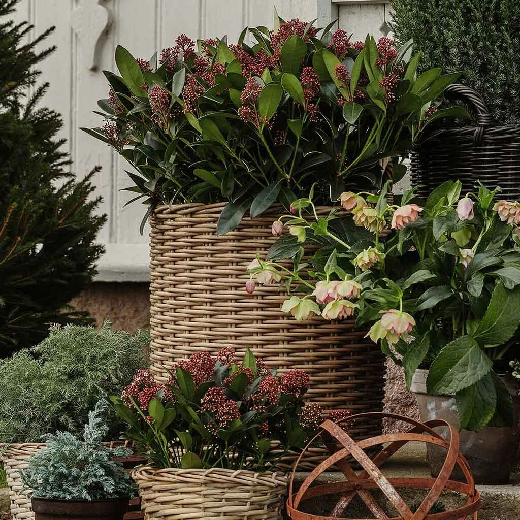 Japanese skimmia