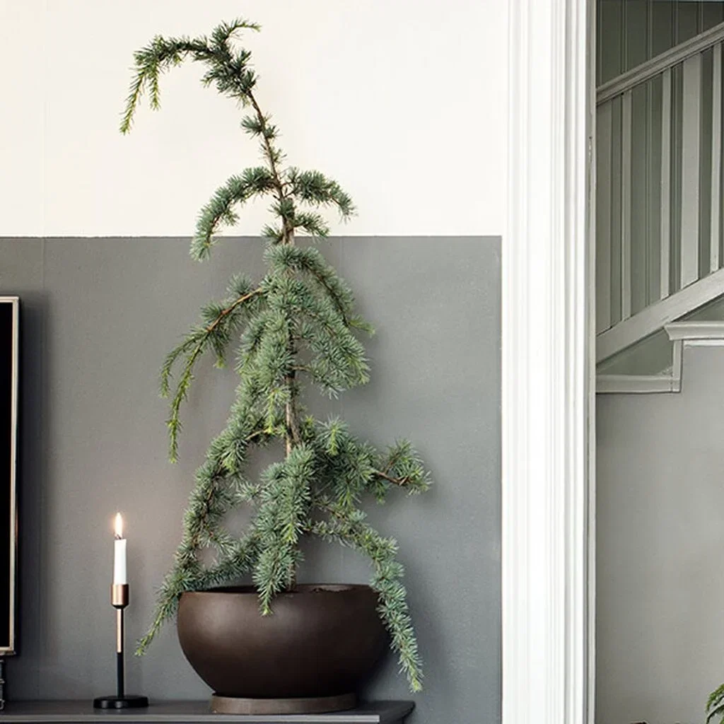 Ceder – plantering och skötsel