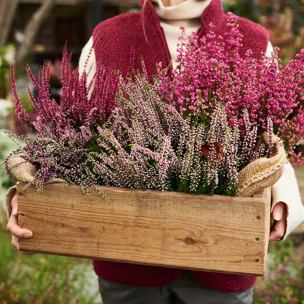 Ljung – plantering och skötsel 