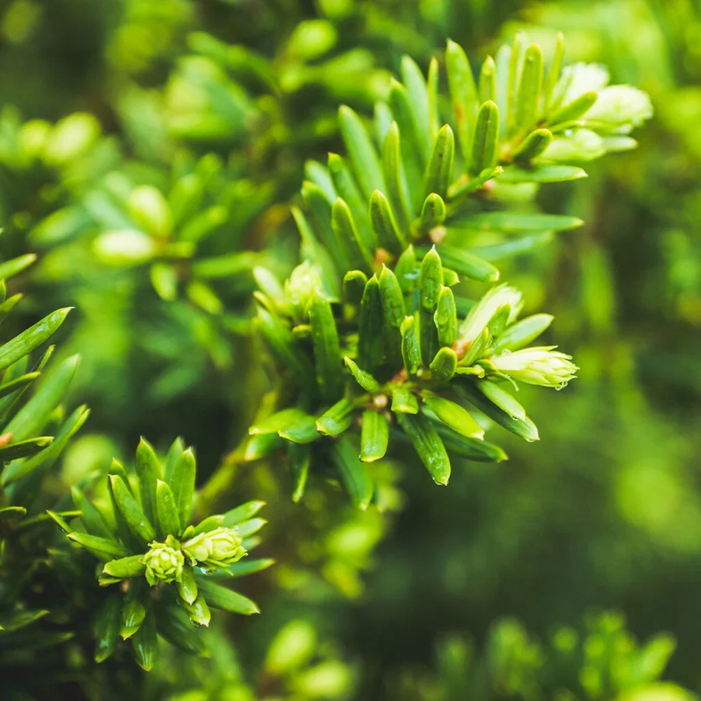 Idegran – plantering och skötsel 