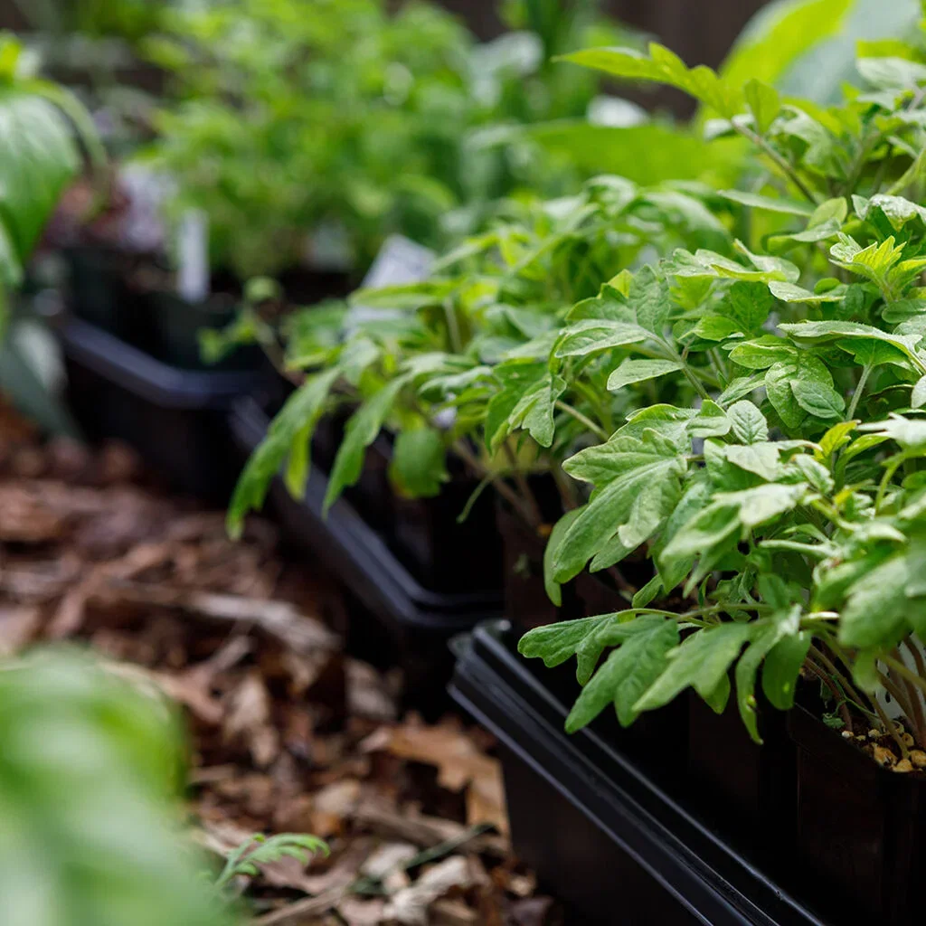 Avhärda och plantera ut plantor 