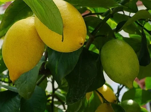 Citronträd – plantering och skötsel