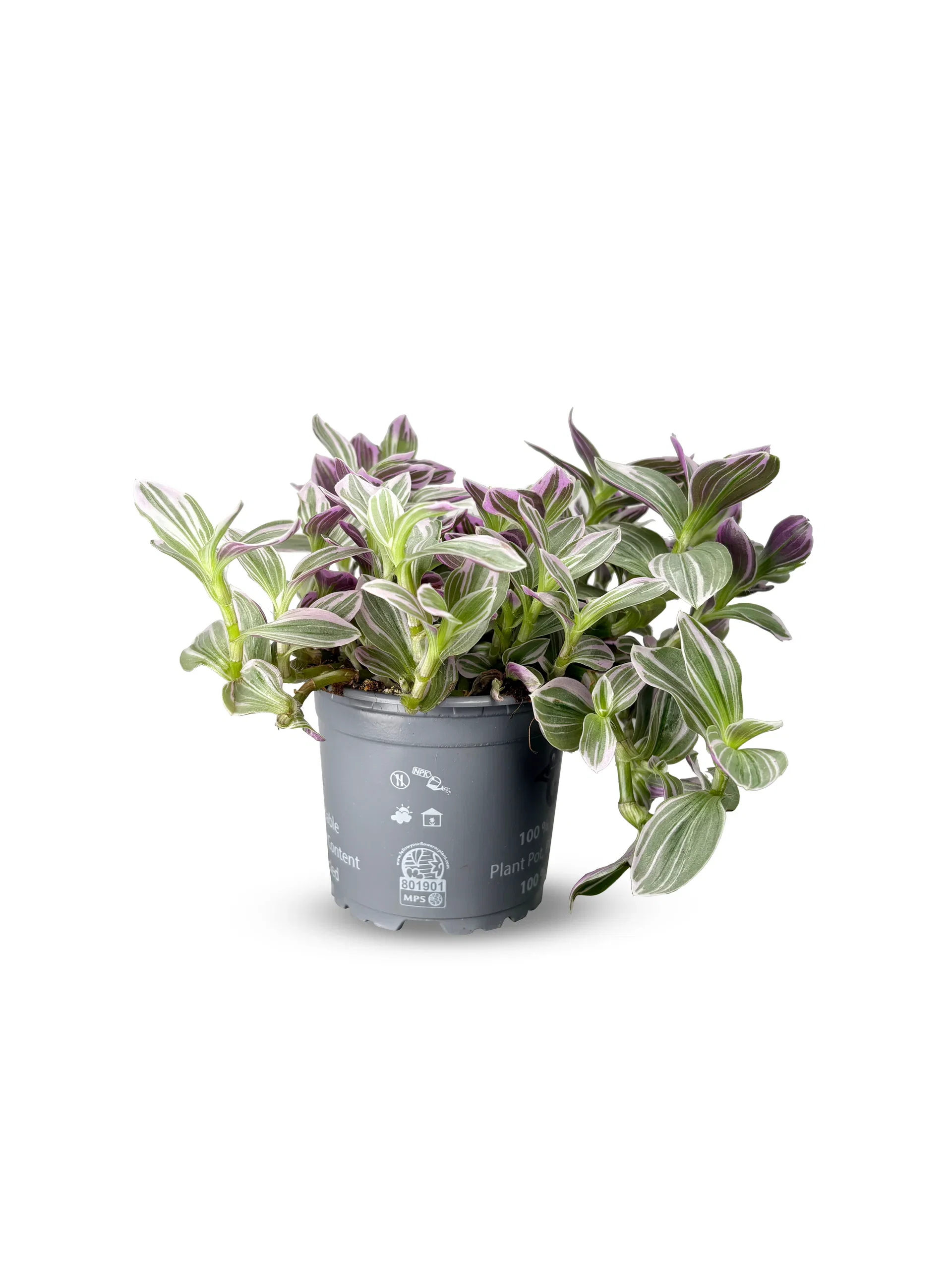 Tradescantia 'Rosa Sunset'