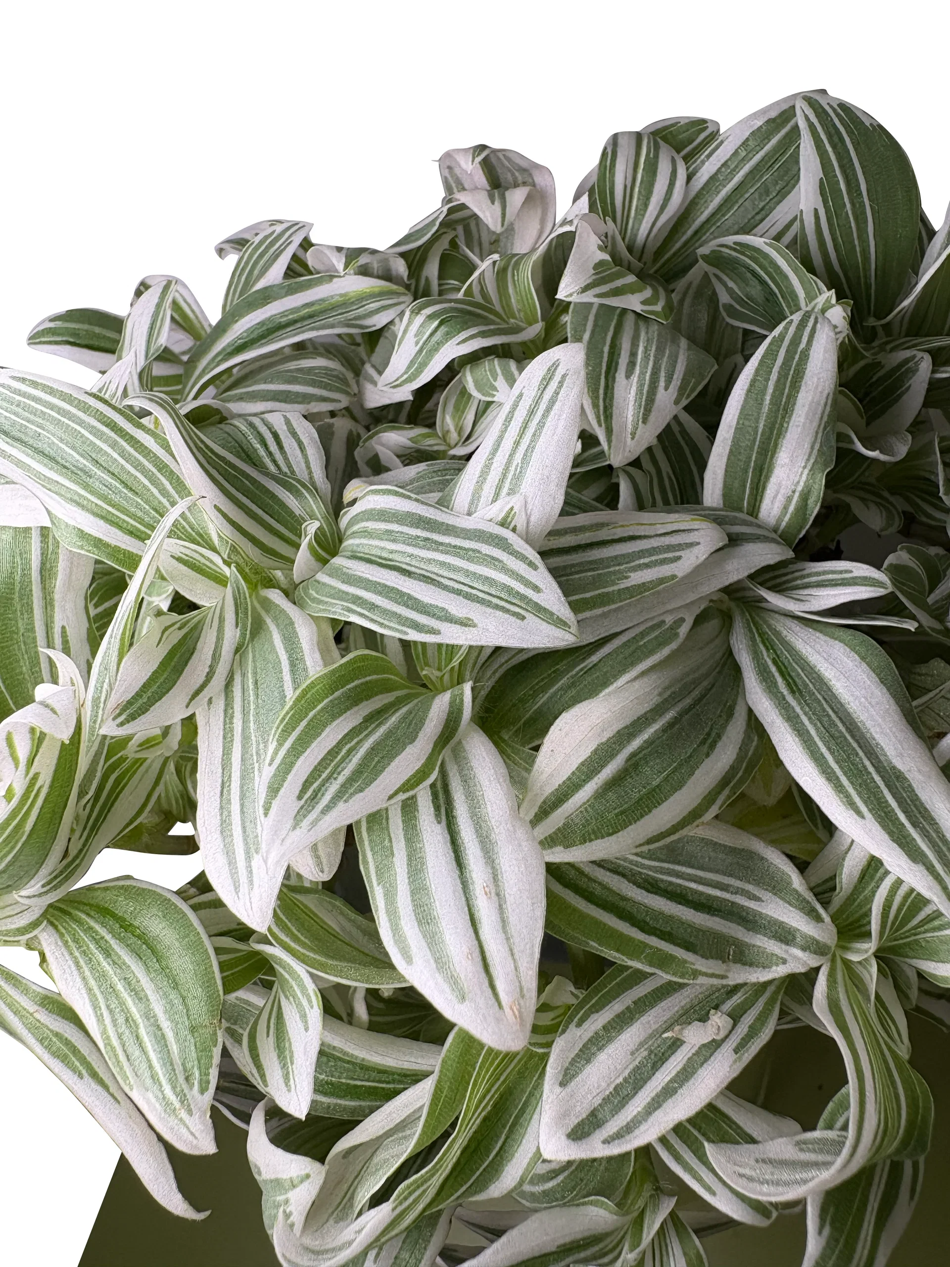 Tradescantia 'White Cobra' 