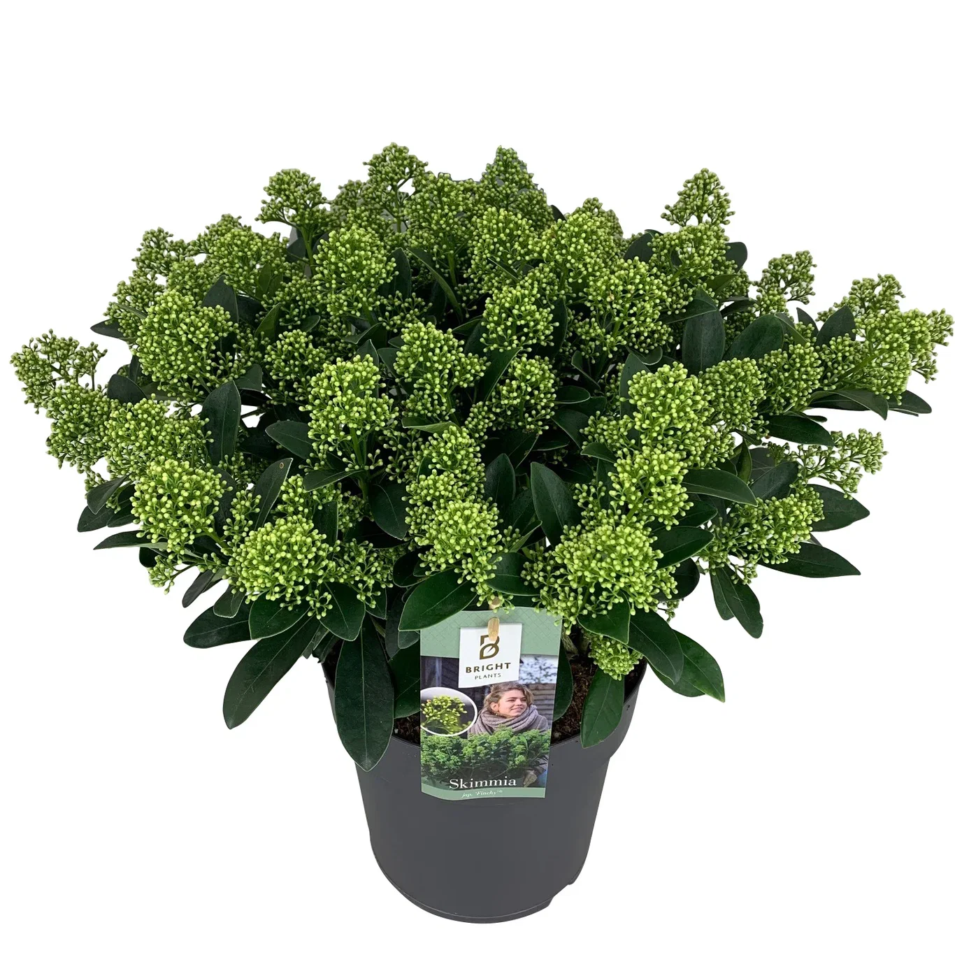 Skimmia j. 'Finchy' 25+ 23 cm