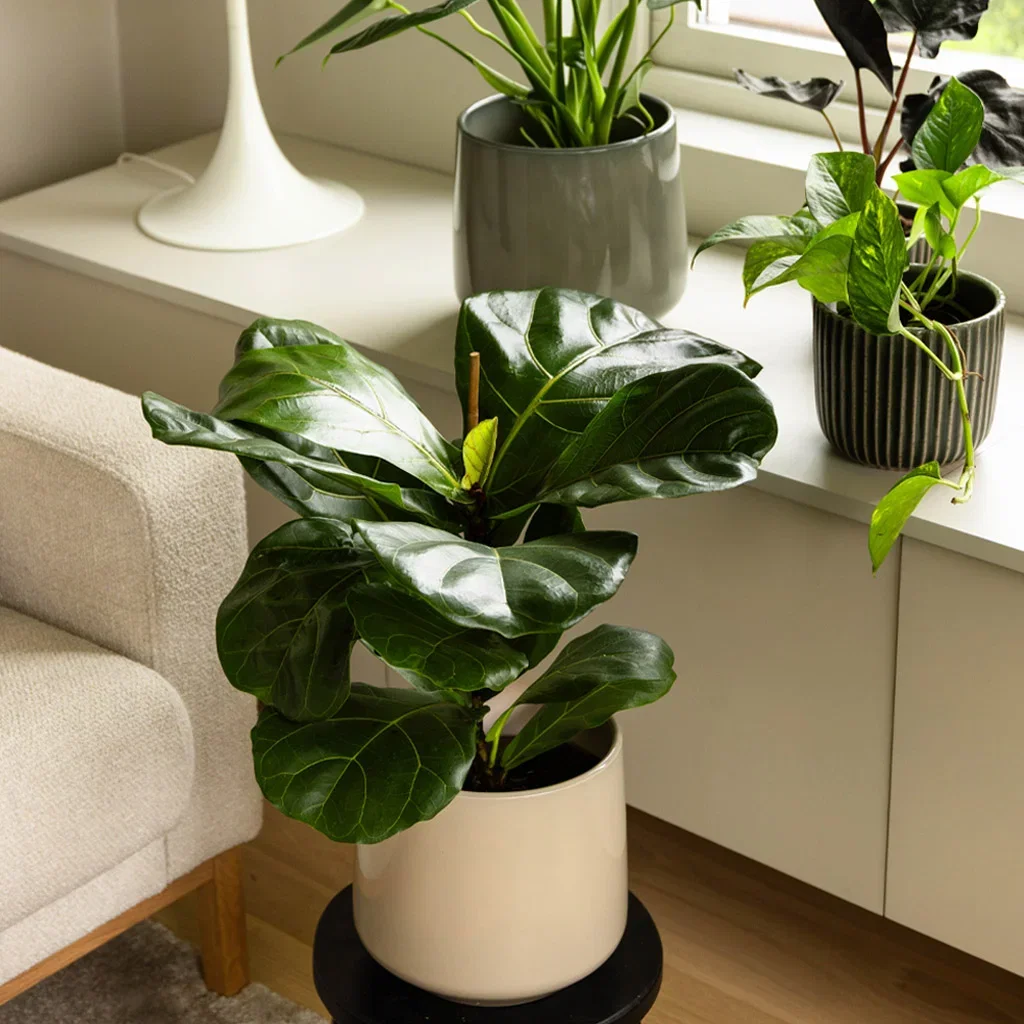 Decorate with indoor plants