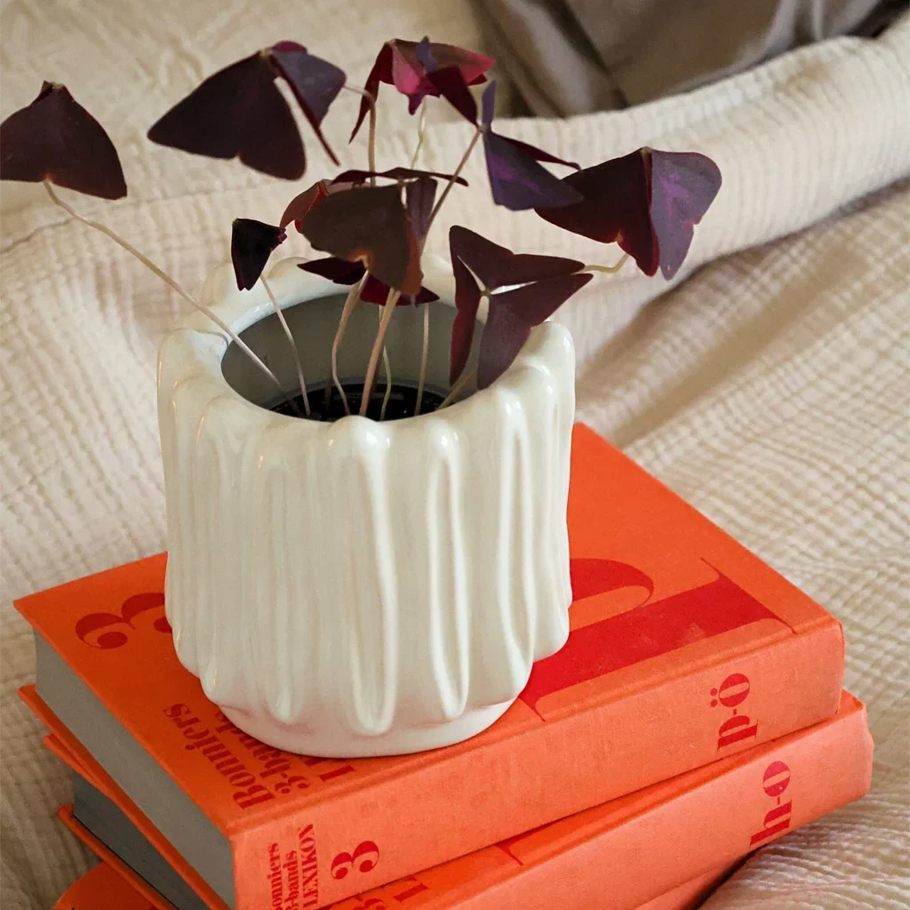 Decorate with indoor plants