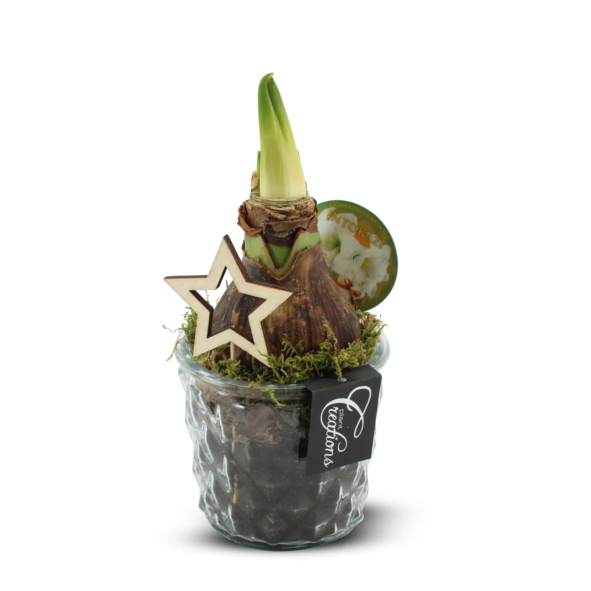 Amaryllis in Glass with Decorative Star