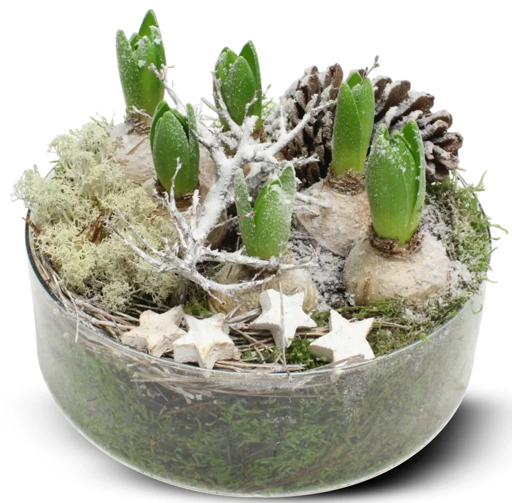 Christmas hyacint in cylinder glas