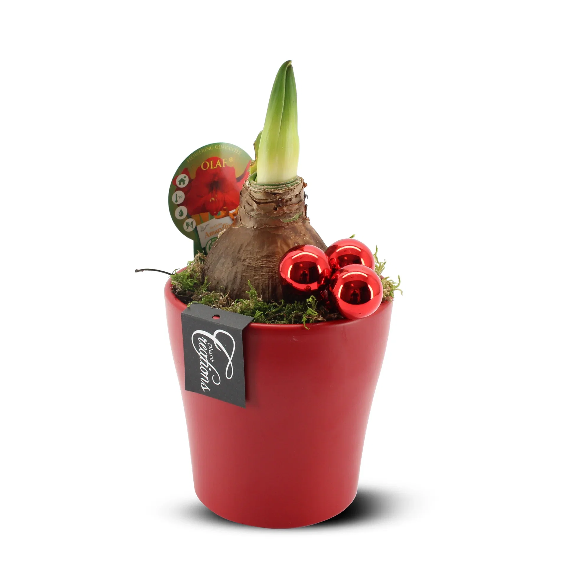 Amaryllis Krukväxt