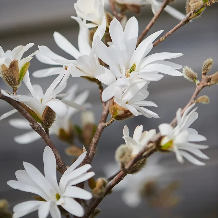 Magnolia – plantering och skötsel