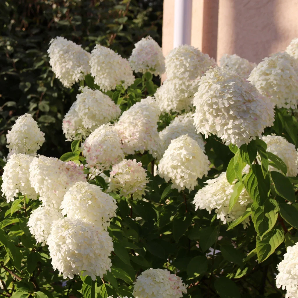 Vipphortensia – plantering och skötsel