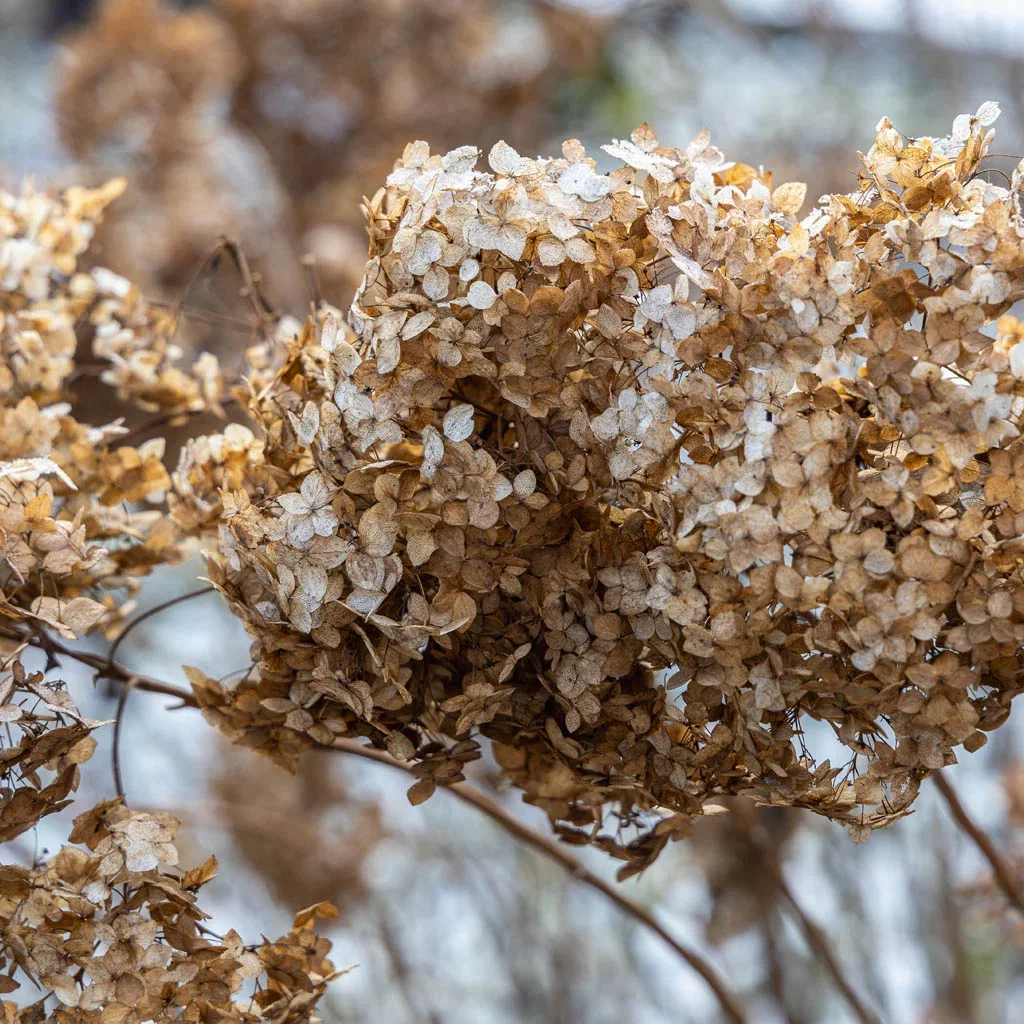 Vipphortensia – plantering och skötsel