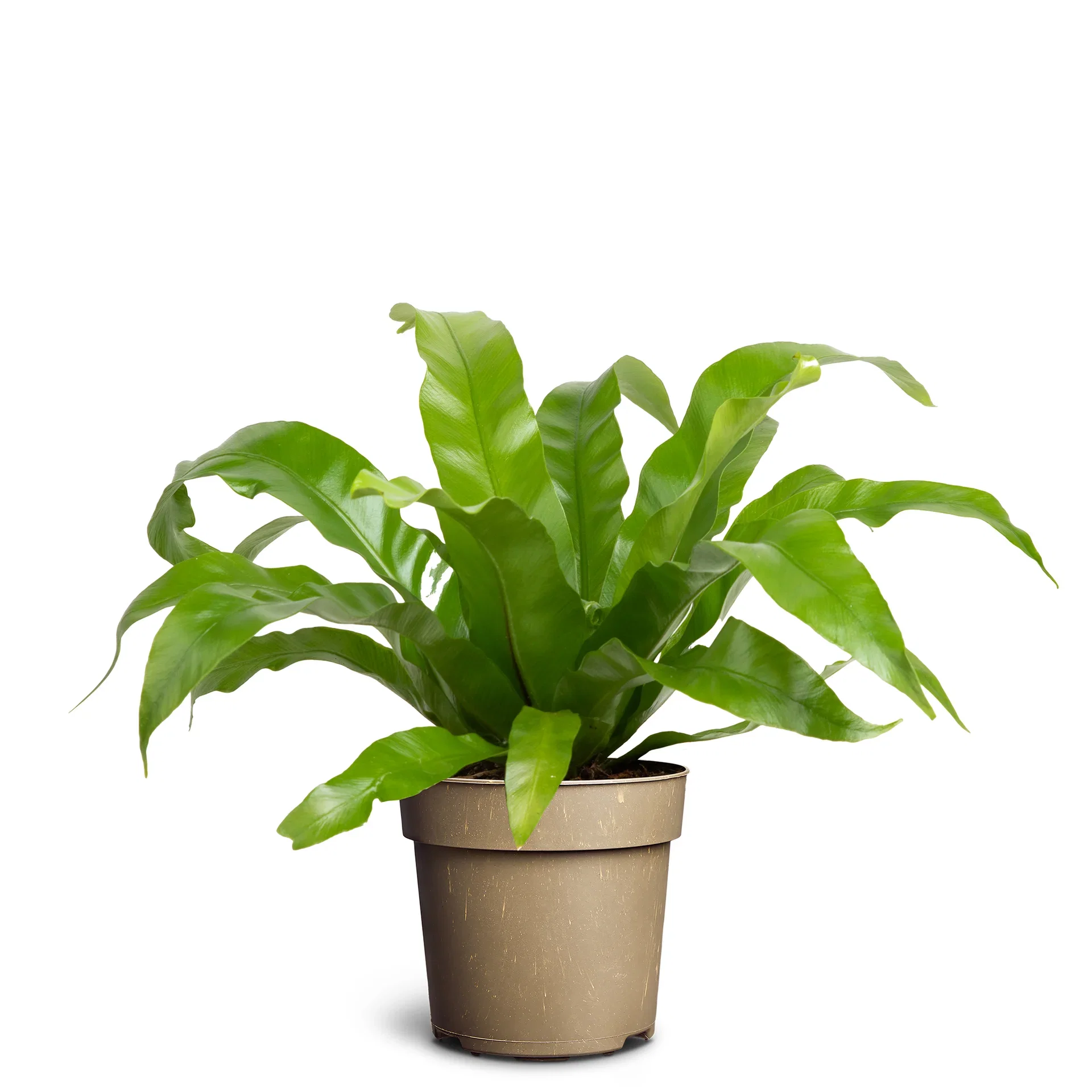 Asplenium nidus 'Cobra'