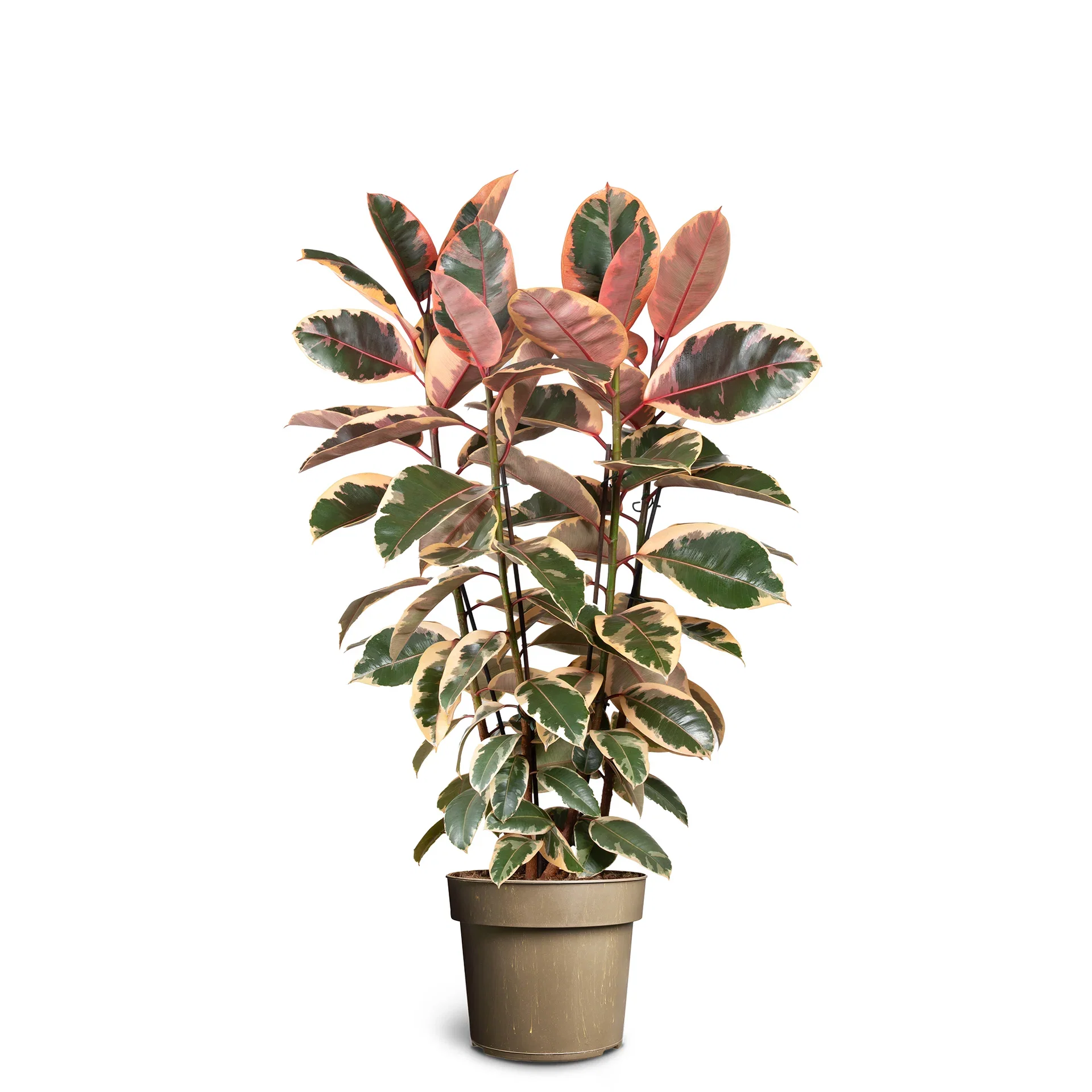 Ficus elastica 'Belize' 35 cm