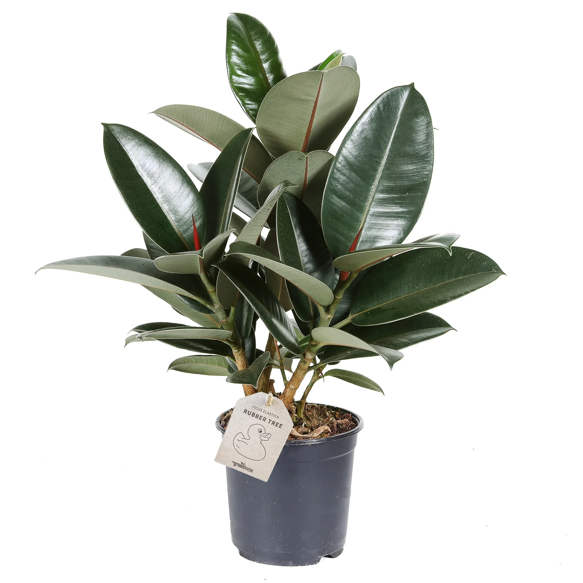 Ficus elastica 'Robusta' 